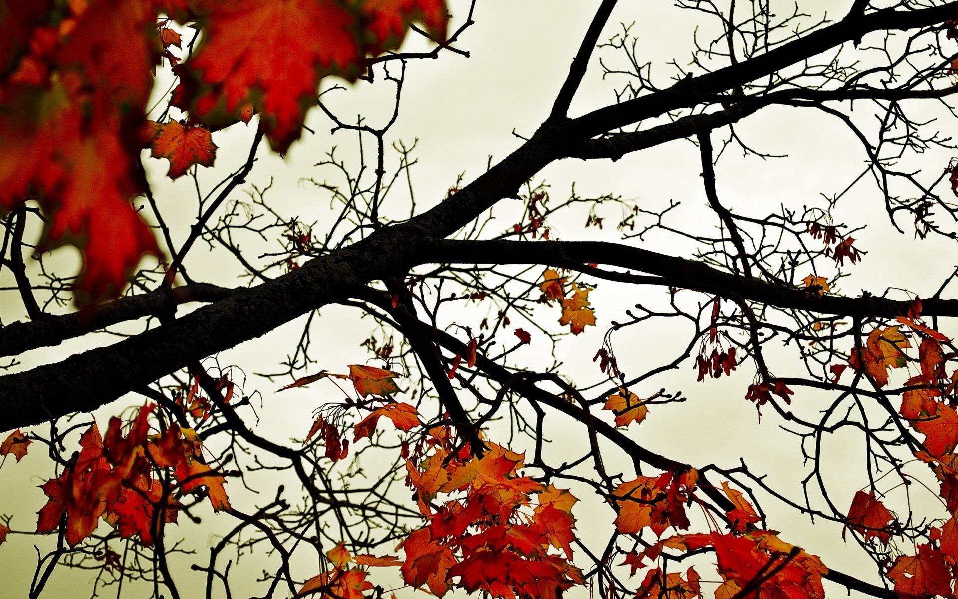 autumn tree fall branch leaf season nature bright maple color flora park outdoors wood fair weather winter landscape