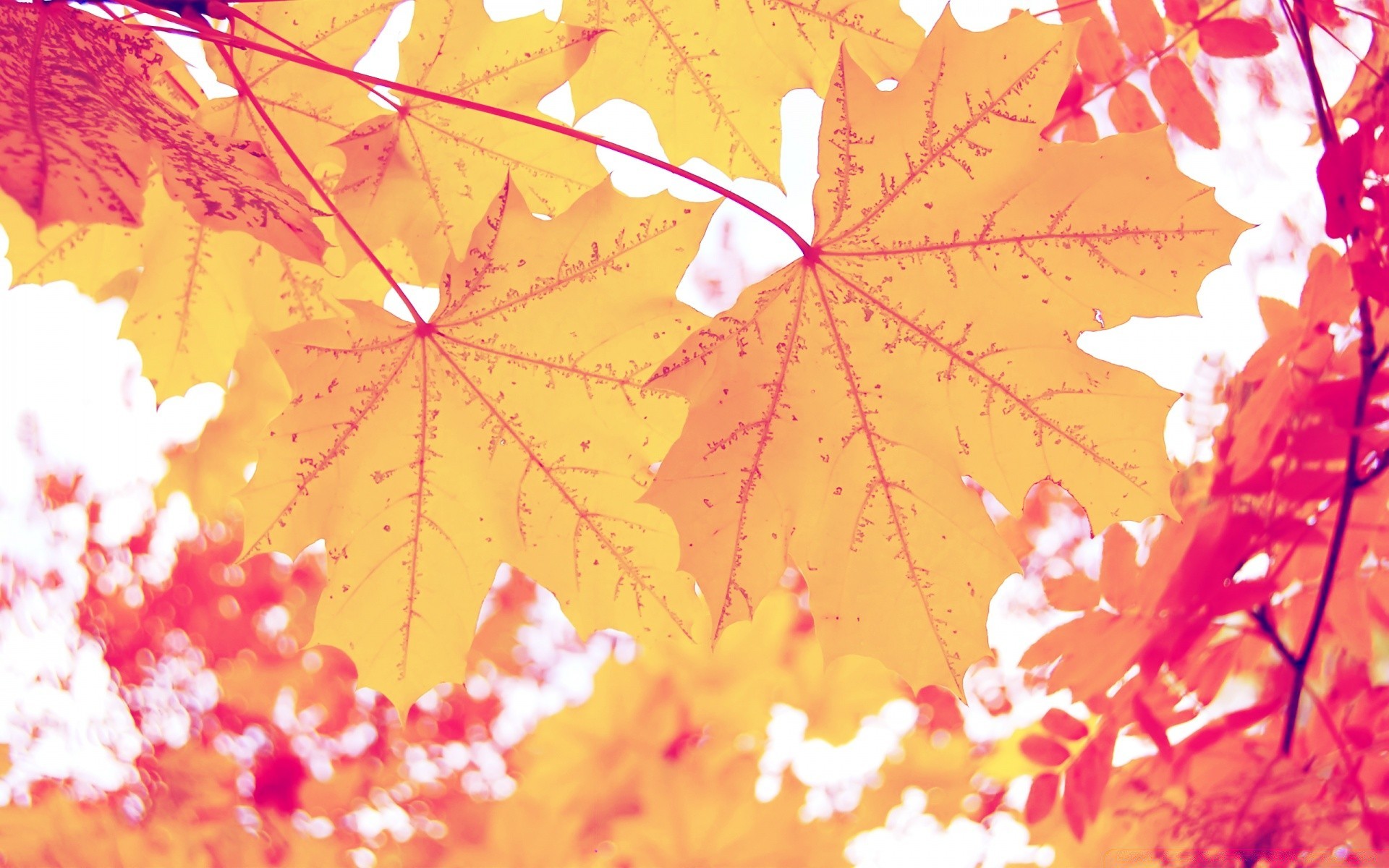 autumn fall leaf bright maple nature sun color desktop abstract fair weather