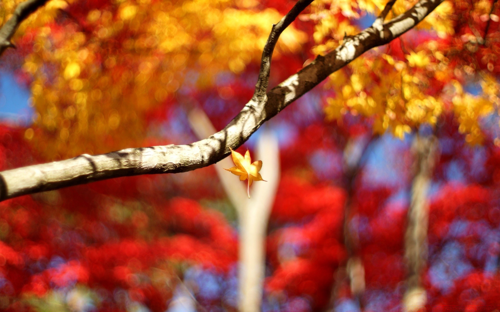 autumn fall leaf season tree bright gold maple color branch park outdoors nature wood