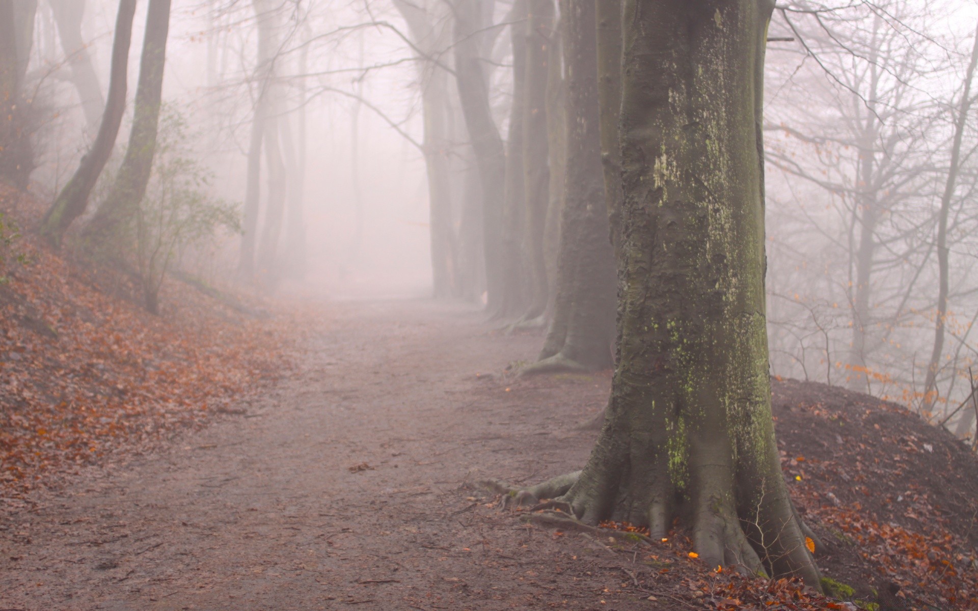 herbst holz nebel holz landschaft nebel herbst natur umwelt park dämmerung licht straße blatt landschaftlich hinterleuchtet zweig dunst im freien wetter