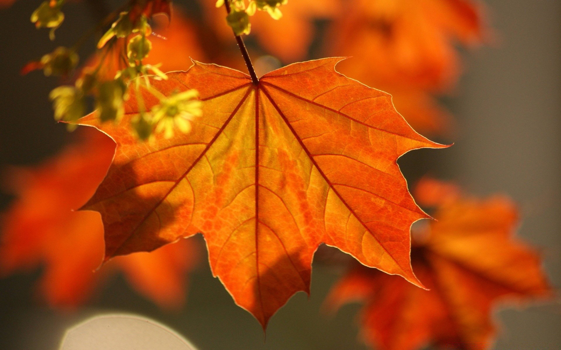 herbst blatt herbst ahorn natur im freien hell baum flora farbe unschärfe saison üppig