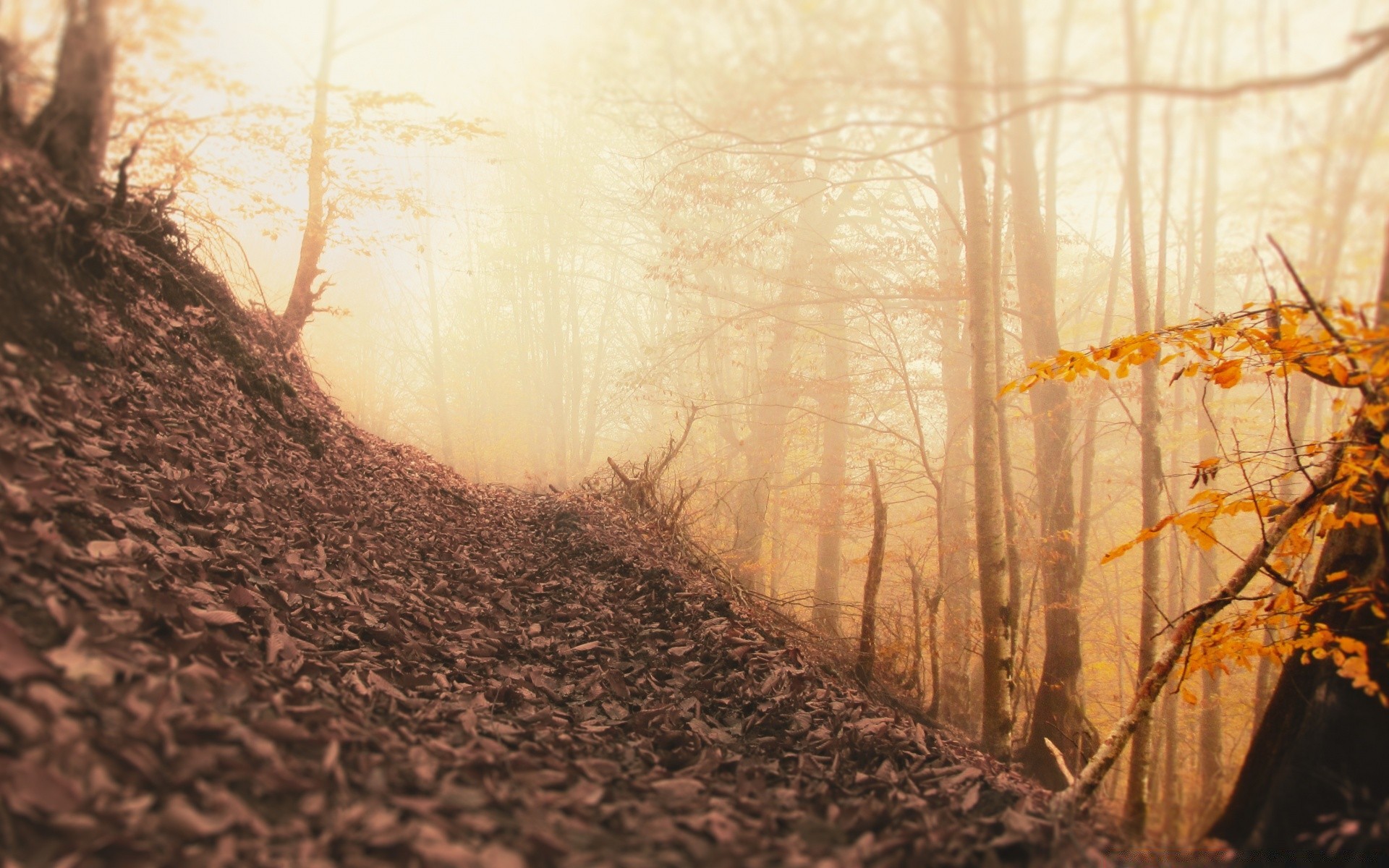 autumn fall tree landscape nature dawn fog leaf wood environment outdoors season mist weather winter fair weather branch light sun desktop