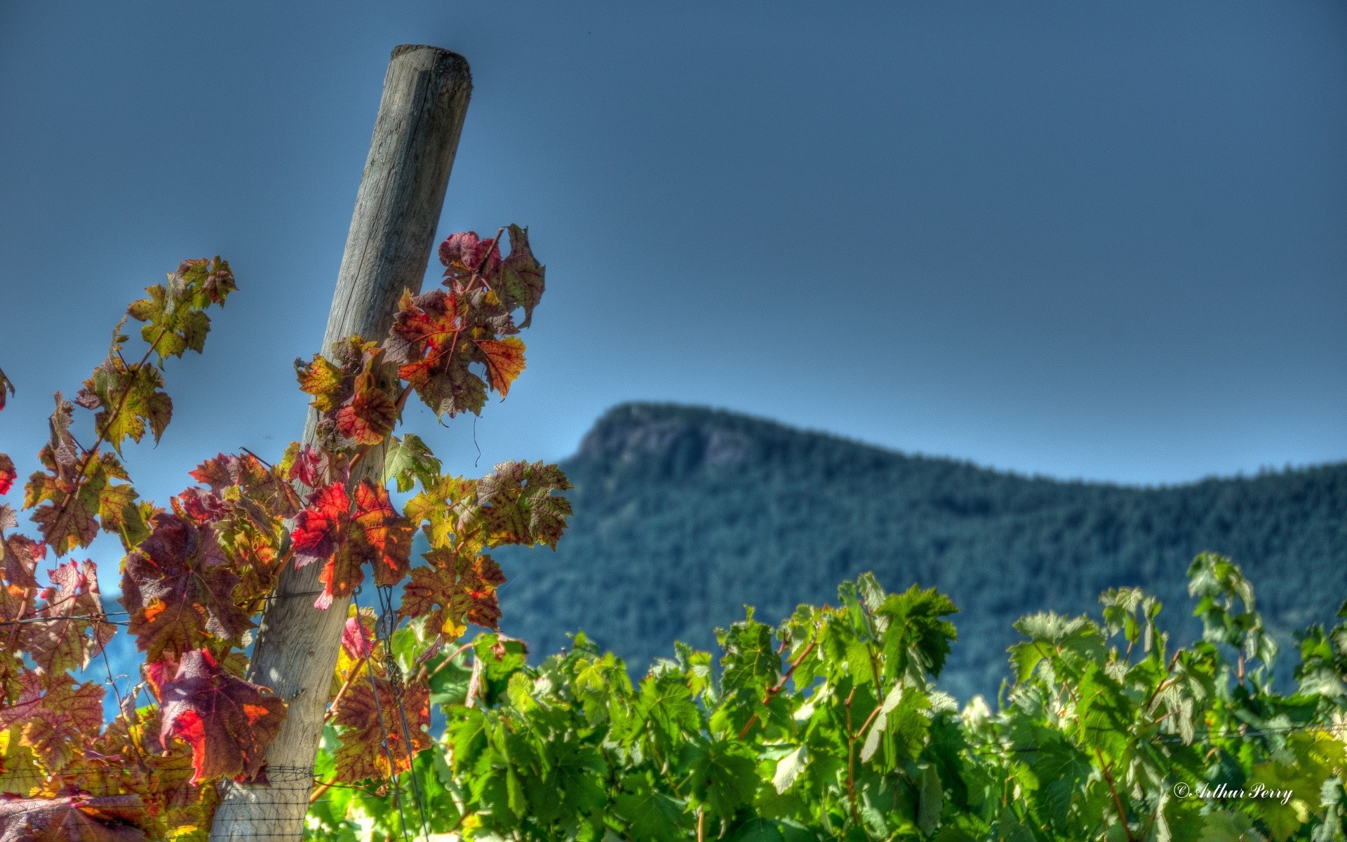 herbst natur im freien baum himmel sommer landschaft rebe blatt reisen flora weinberg wachstum holz landwirtschaft berge des ländlichen