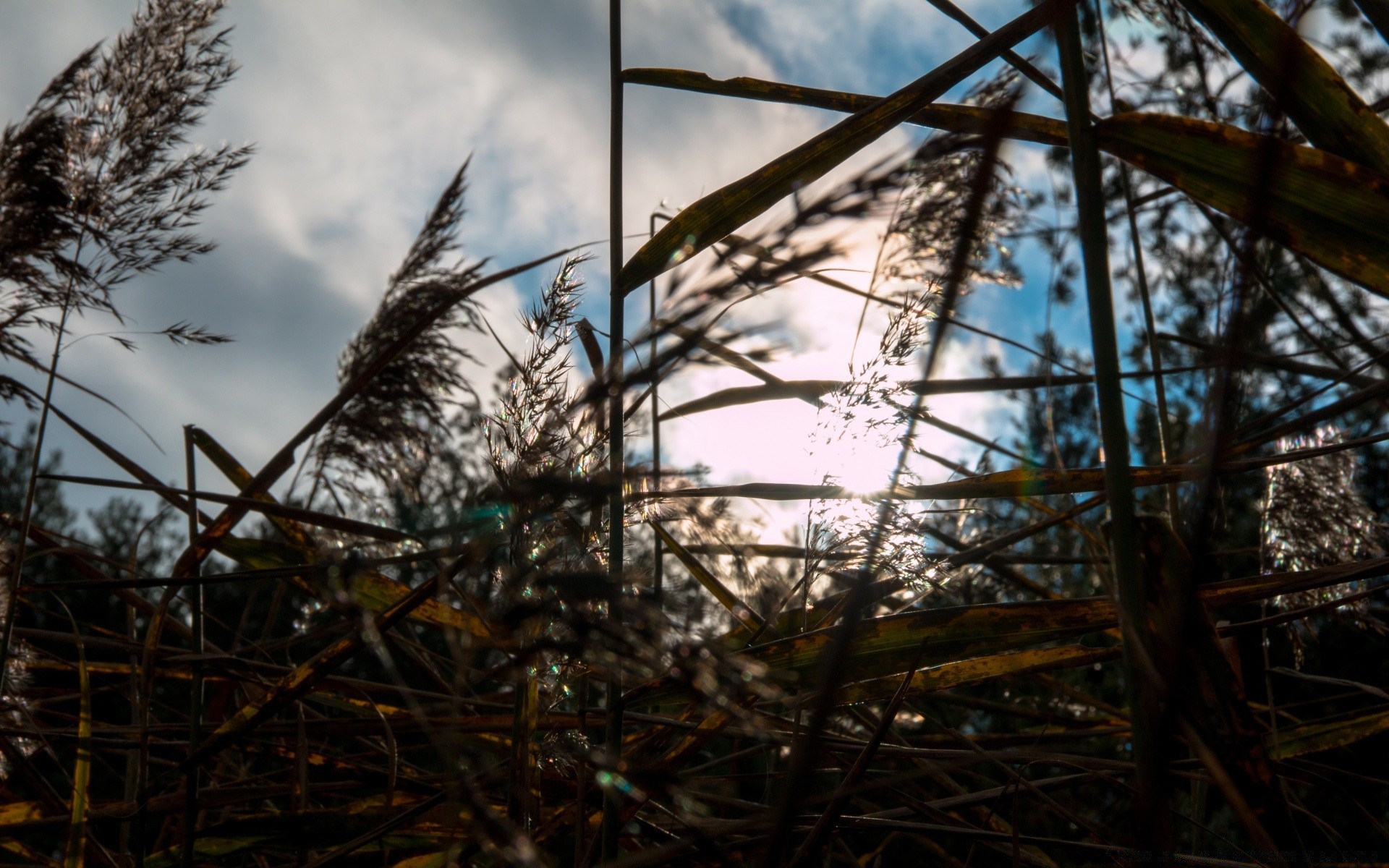 outono natureza inverno céu madeira árvore luz outono paisagem ao ar livre folha neve flora ambiente sol temporada ramo bom tempo