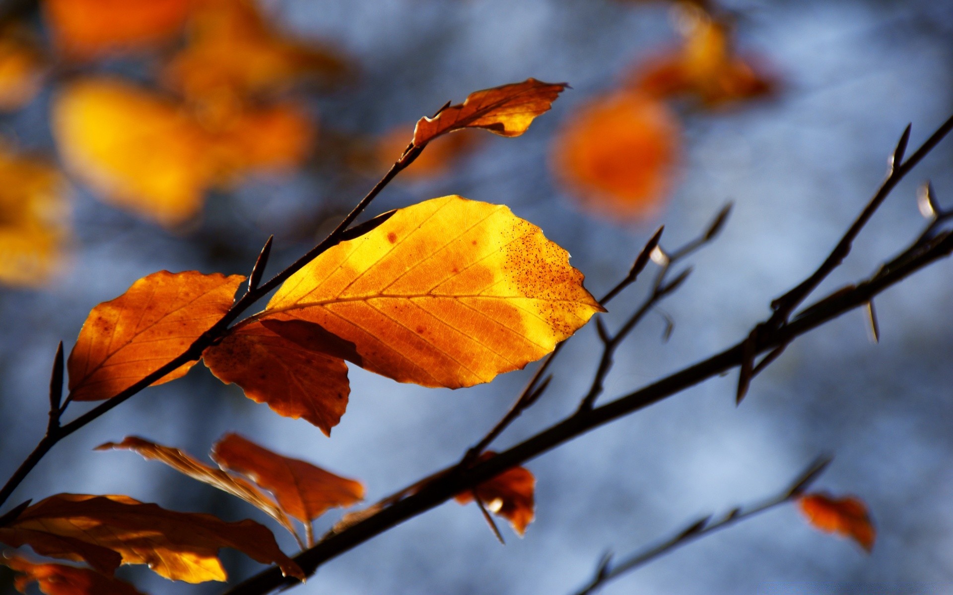 otoño hoja otoño árbol naturaleza rama al aire libre temporada arce flora buen tiempo desenfoque brillante parque luz color madera jardín