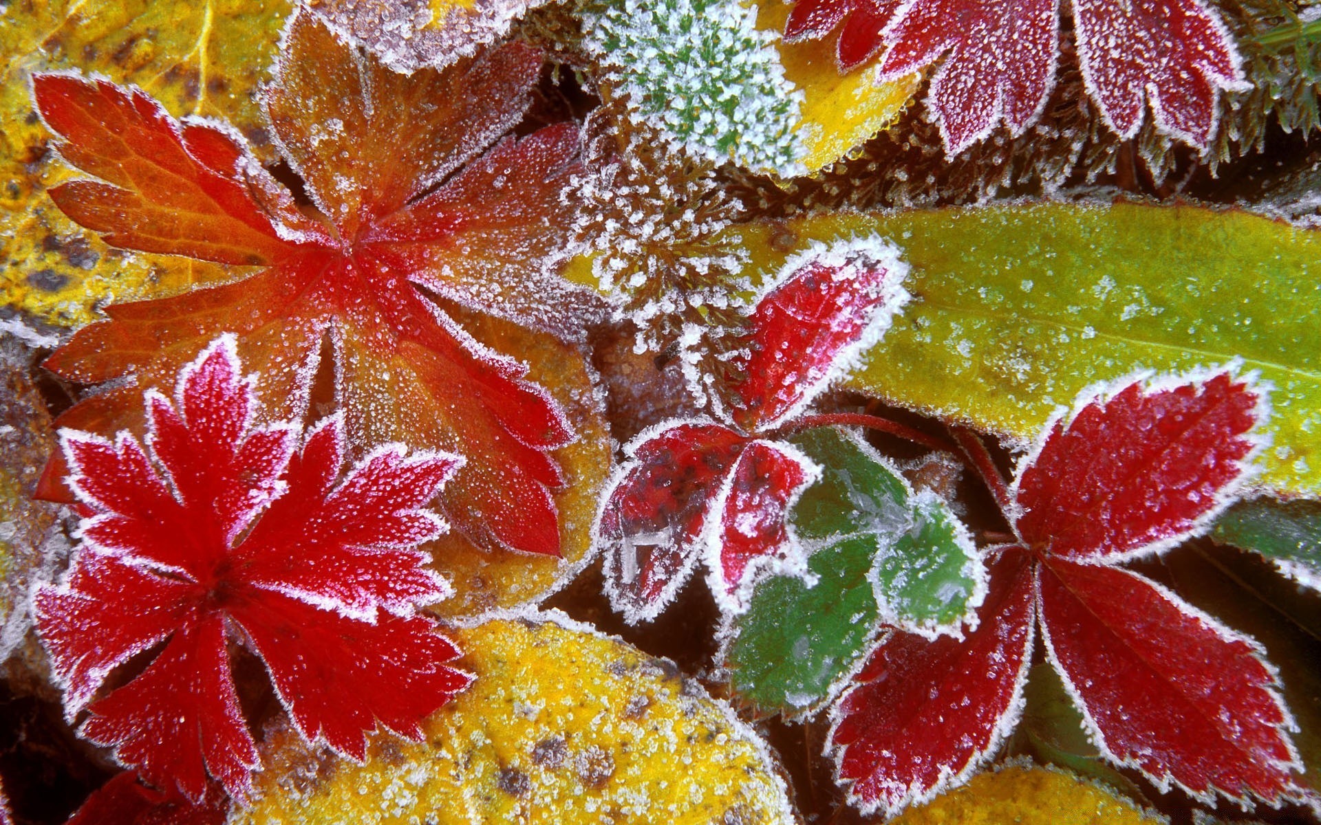 autunno foglia natura primo piano colore desktop all aperto flora decorazione cibo