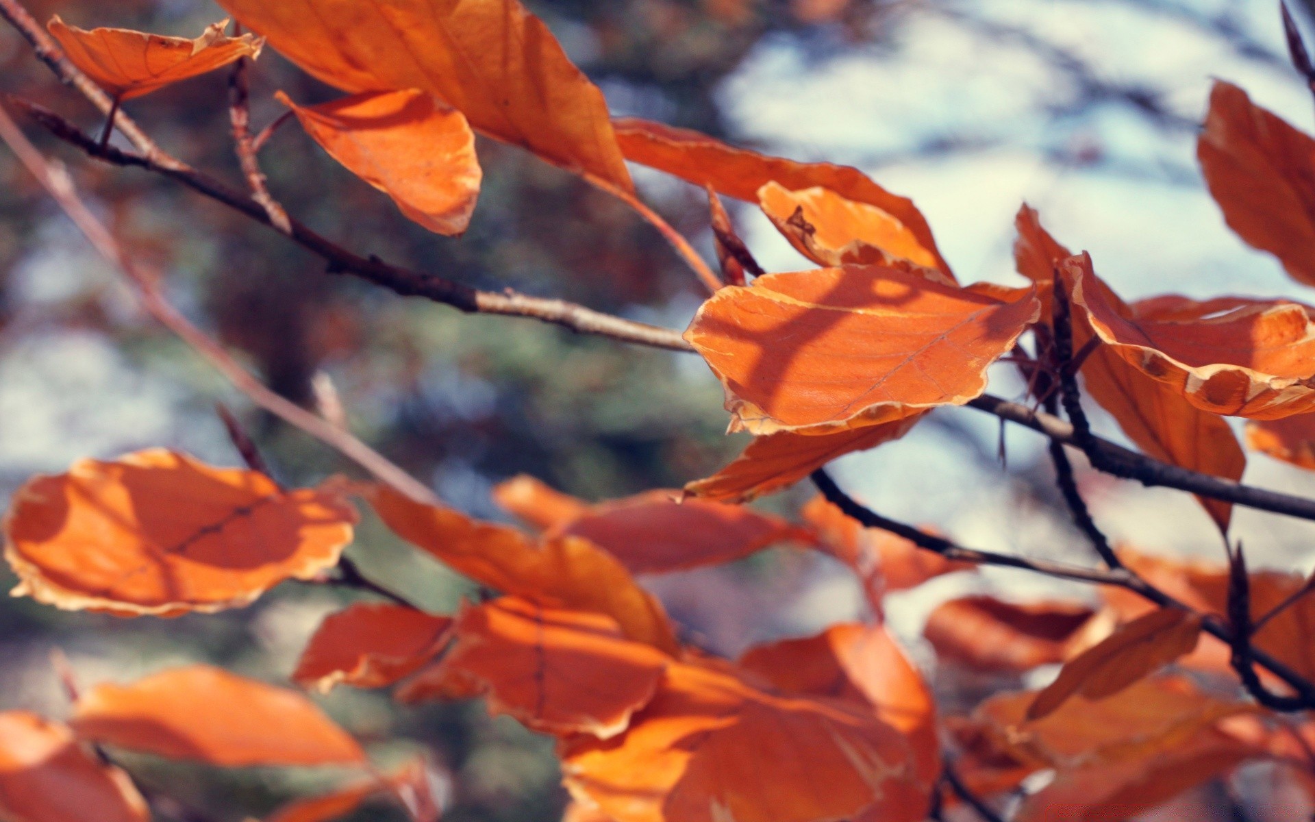 autumn leaf fall outdoors tree nature flora branch season color maple