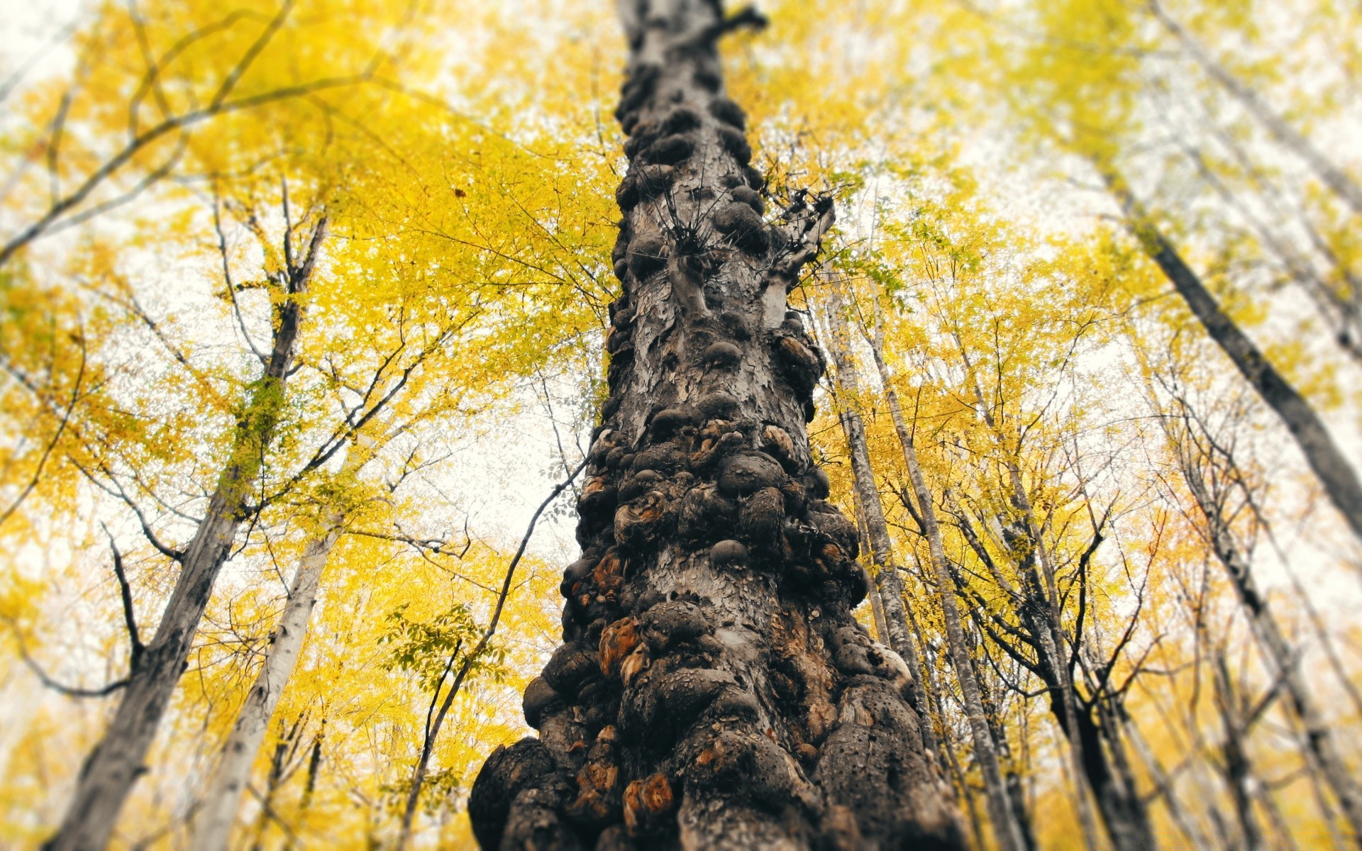 otoño madera árbol otoño naturaleza hoja temporada paisaje al aire libre parque rama buen tiempo tronco escena flora medio ambiente color paisaje escénico brillante