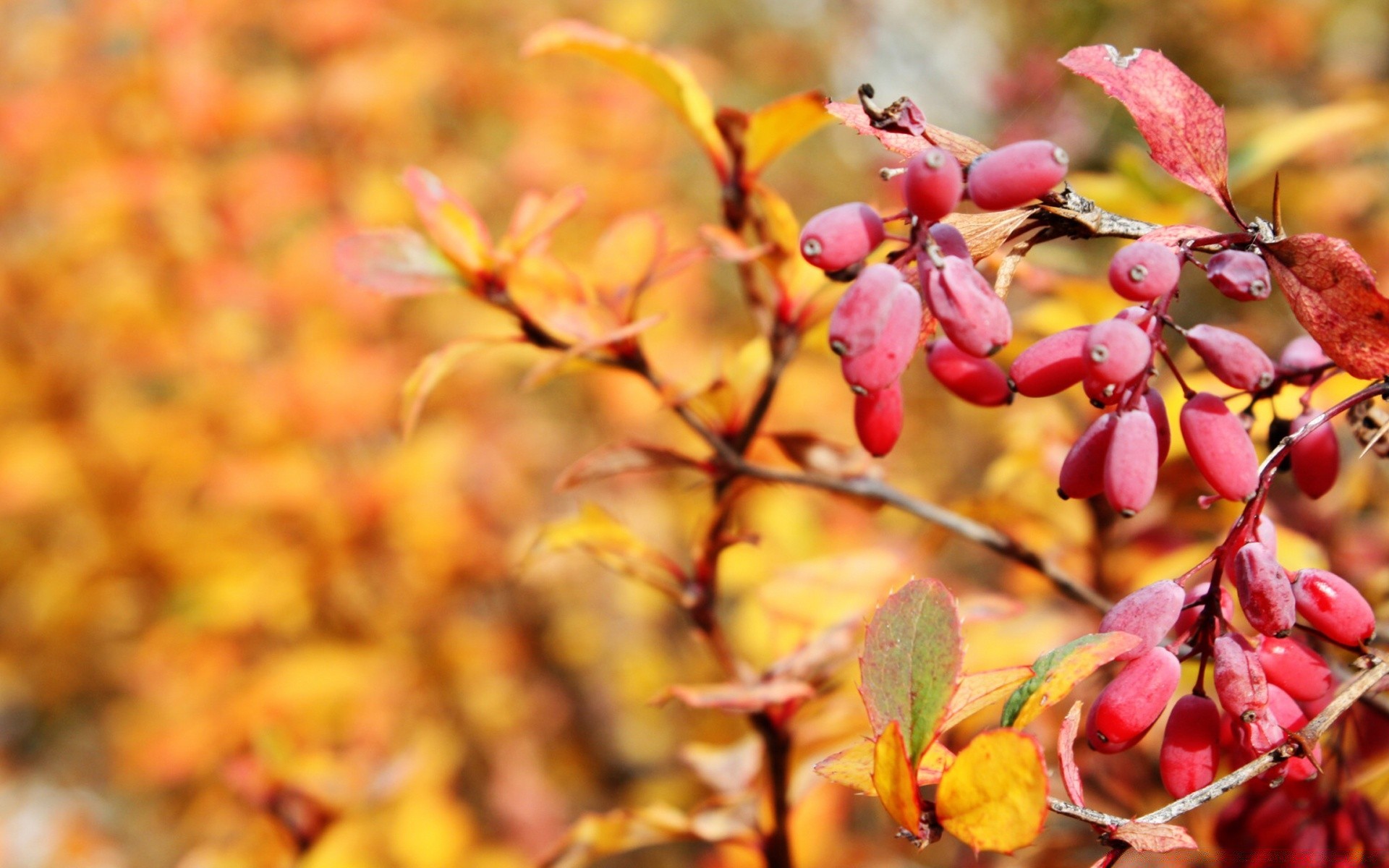 autunno natura foglia autunno stagione all aperto flora albero ramo colore luminoso primo piano frutta bel tempo