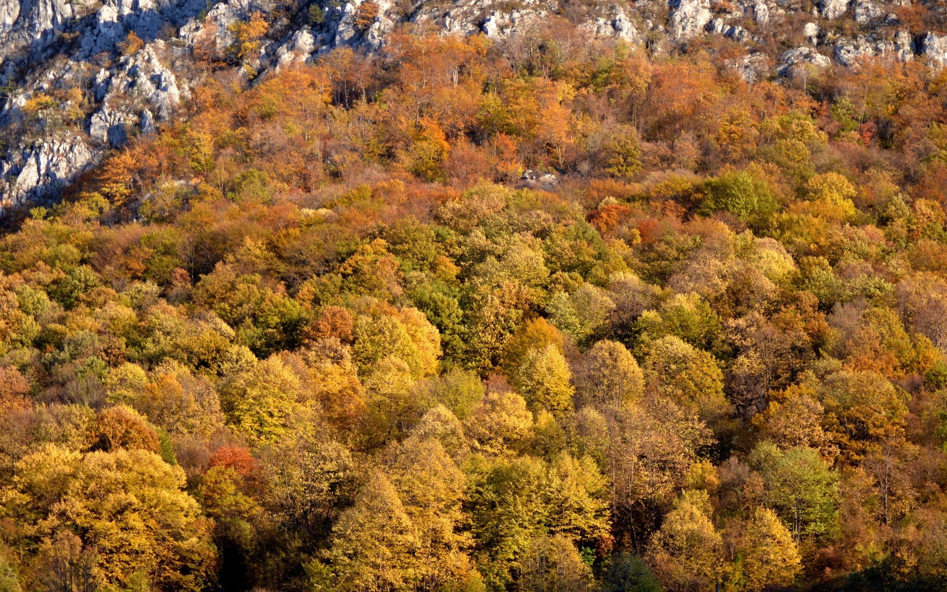 autumn fall landscape nature tree leaf scenic season wood park environment mountain outdoors flora scene travel scenery sight color