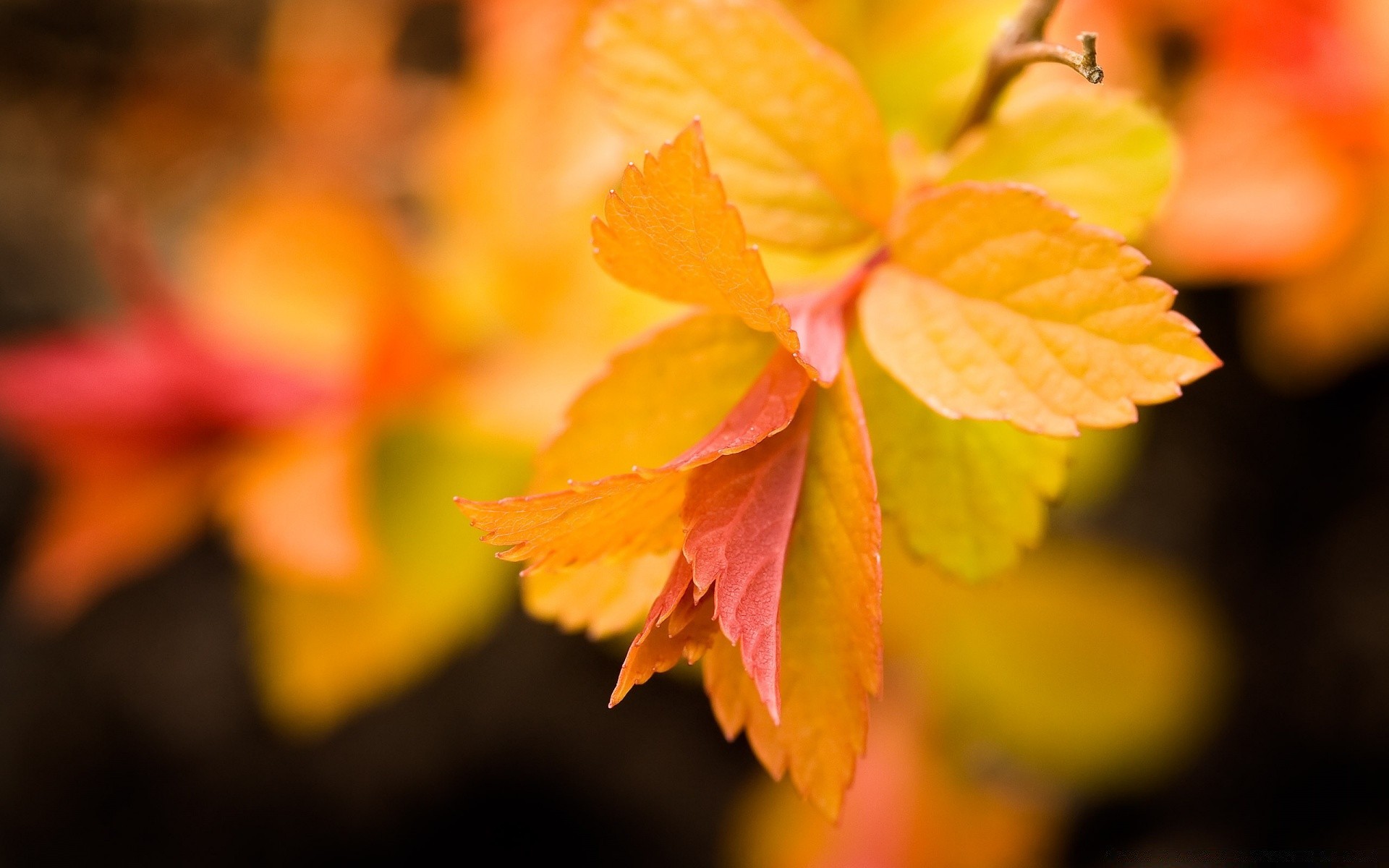 otoño hoja otoño naturaleza desenfoque brillante al aire libre flora color crecimiento