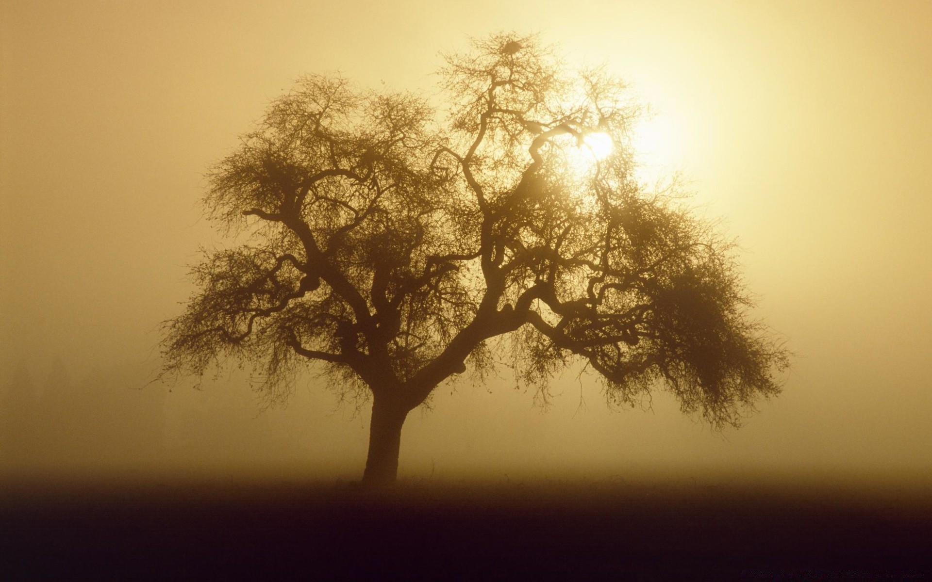 autunno albero nebbia nebbia paesaggio silhouette alba singolo illuminato legno sole natura tramonto tempo moody ramo quercia in bianco e nero autunno