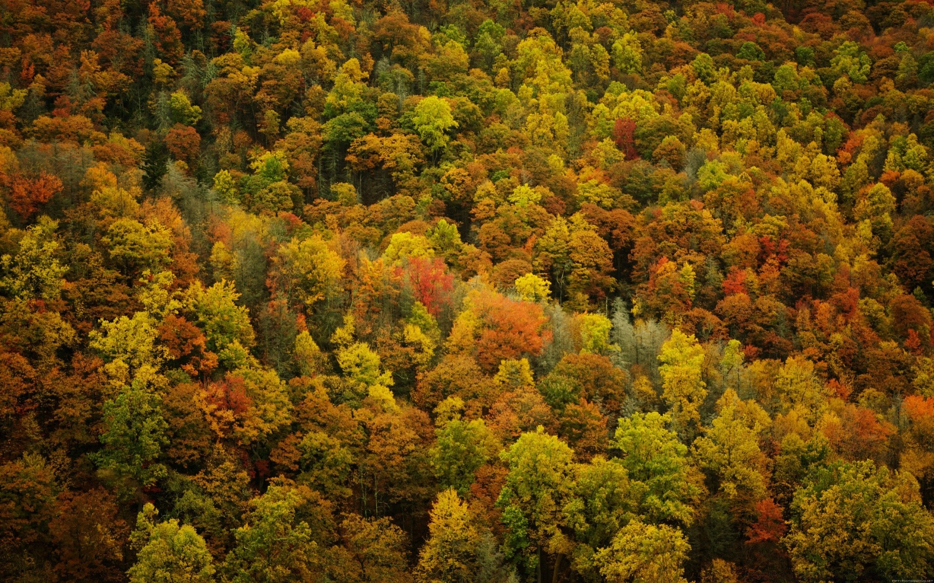 automne automne feuille arbre nature bois paysage à l extérieur parc flore couleur