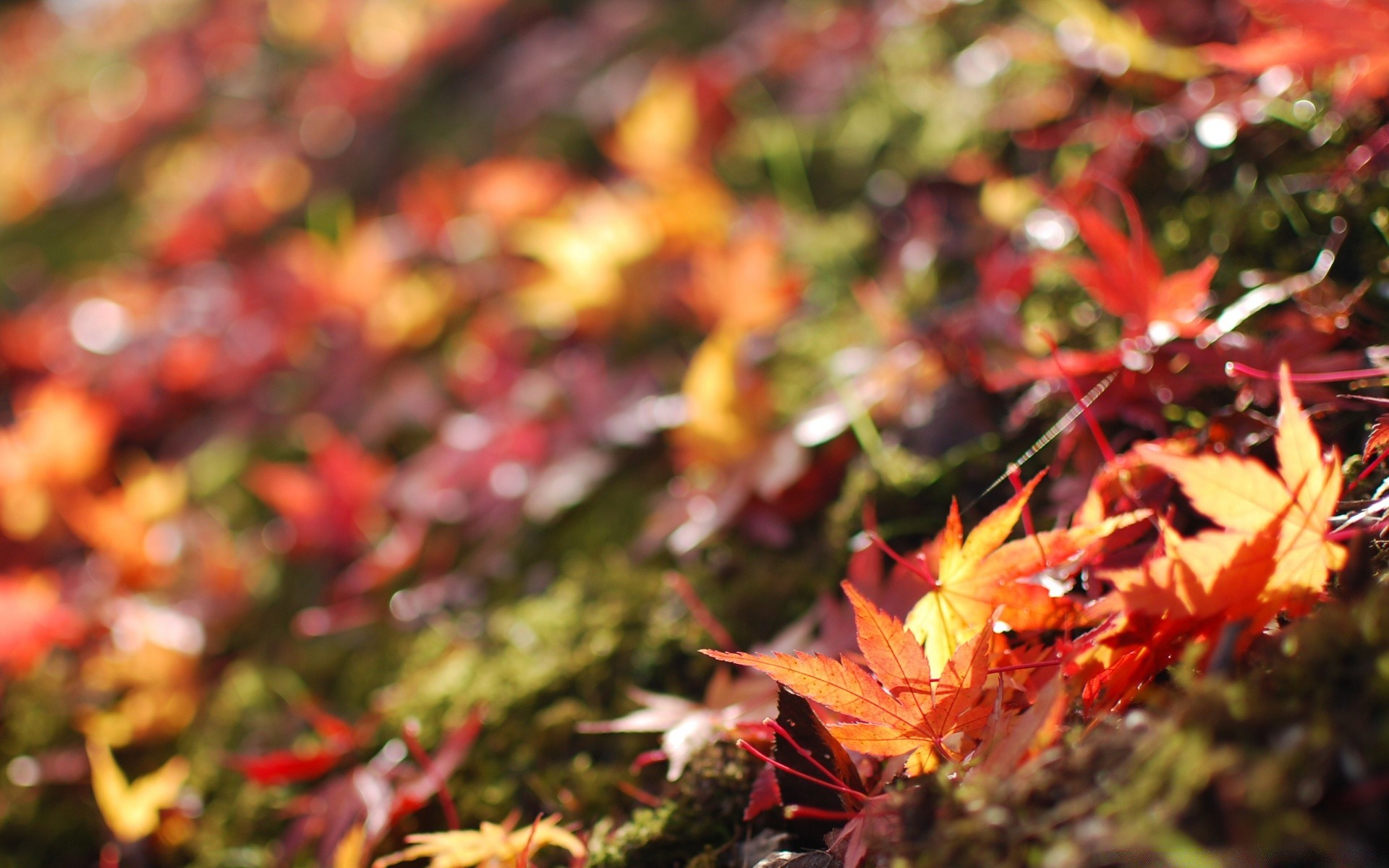 autumn fall leaf nature season tree bright outdoors color maple park garden flora branch wood fair weather