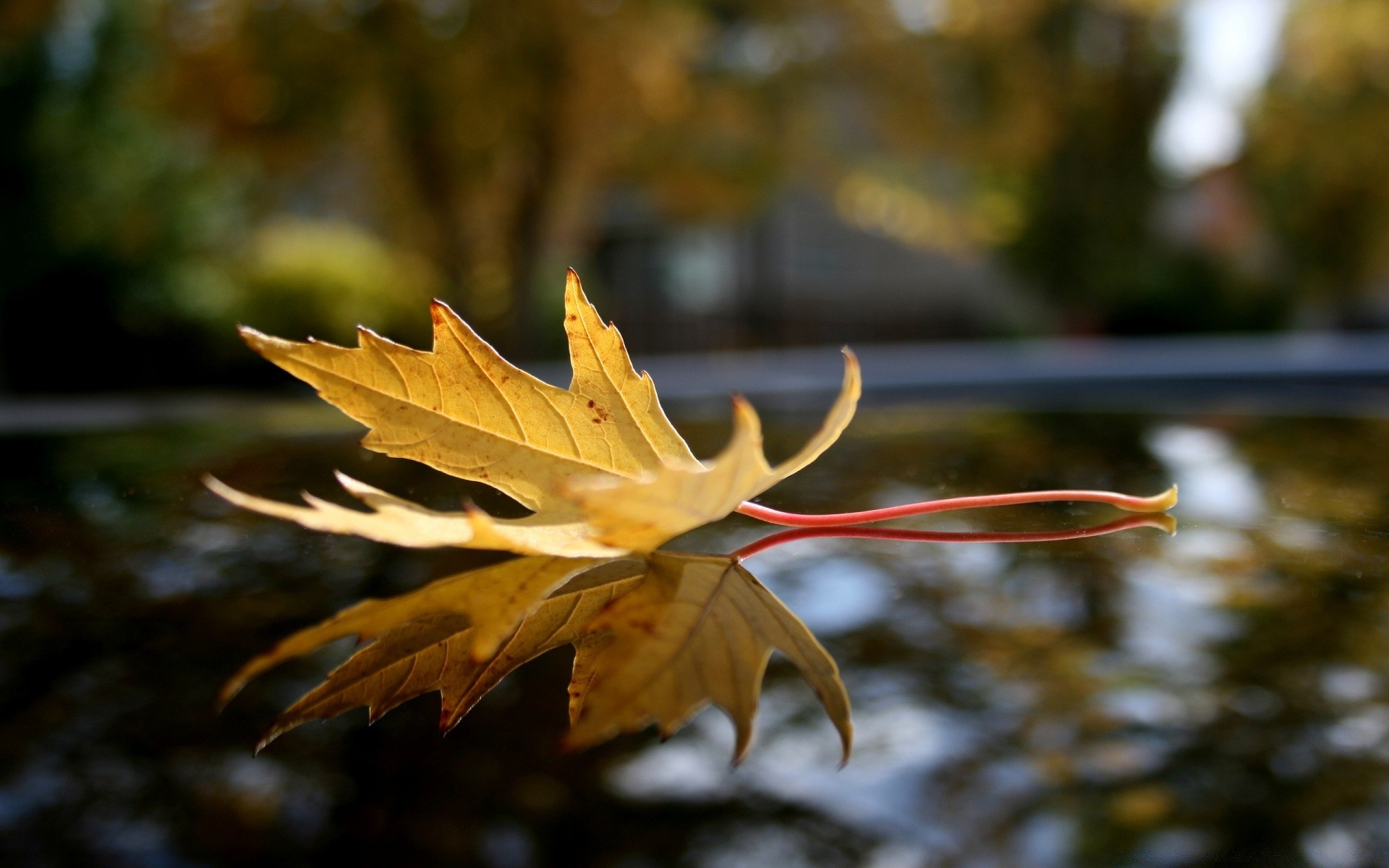 automne feuille automne nature érable arbre flore bois extérieur couleur parc belle lumière environnement saison lumineux