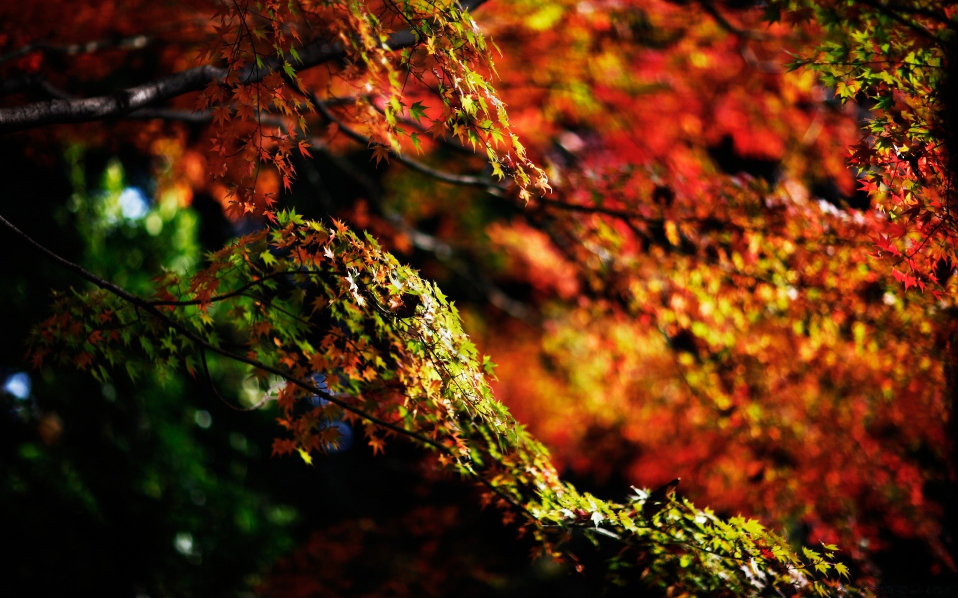 autumn fall leaf tree wood nature season maple color bright outdoors desktop lush park landscape light branch flora gold texture