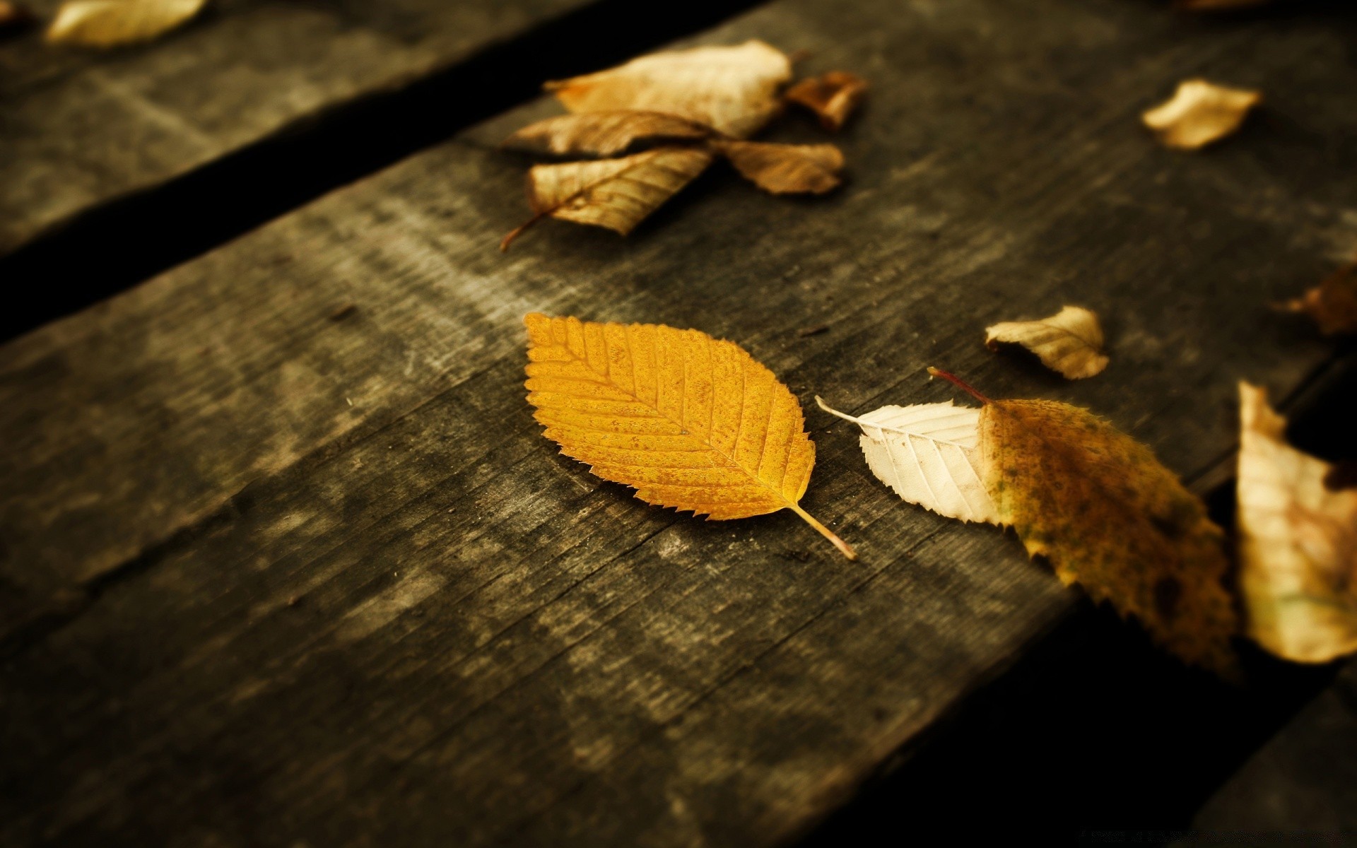 autumn wood leaf nature desktop still life fall food blur dark texture close-up