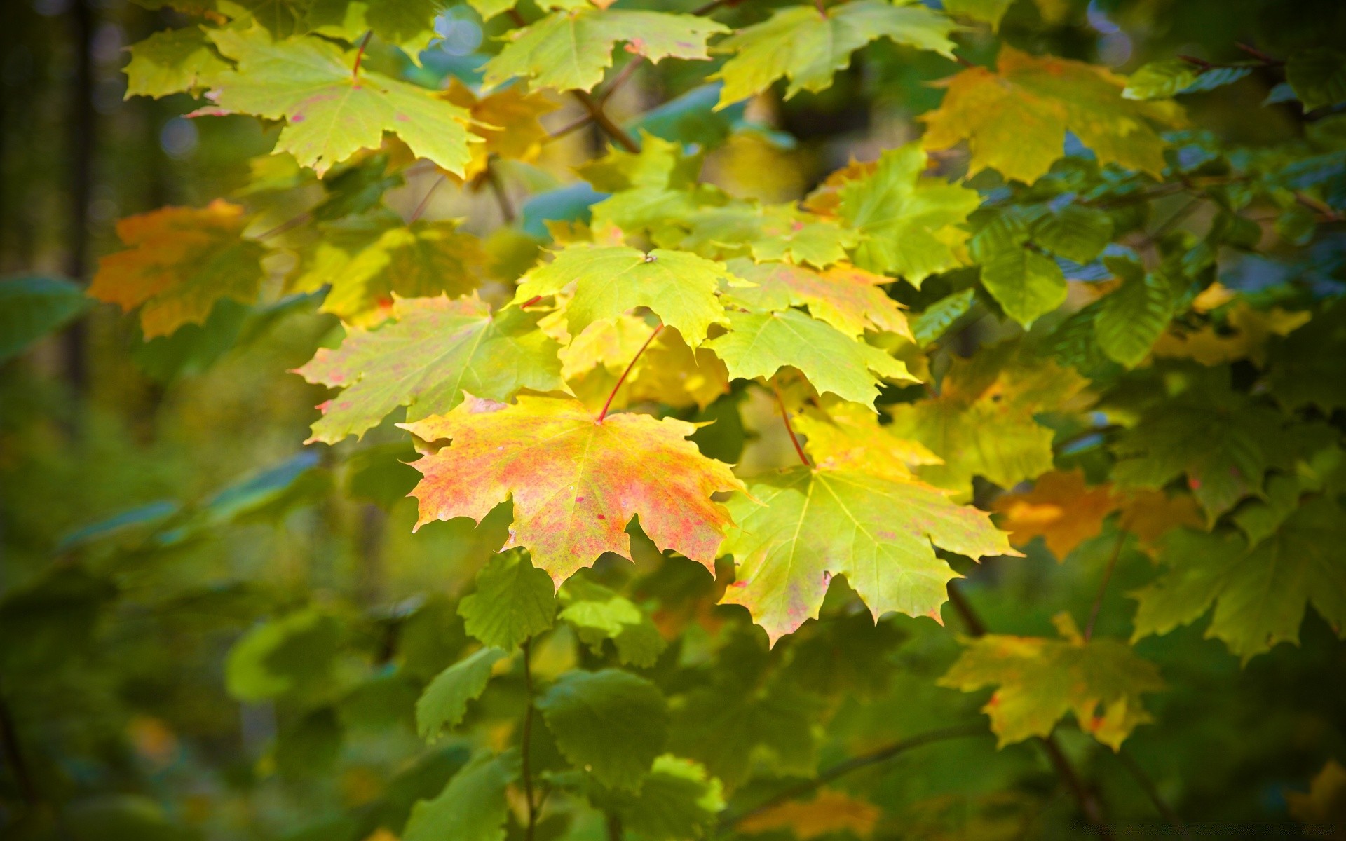 autumn leaf fall nature maple bright outdoors season tree wood flora lush color fair weather growth environment park