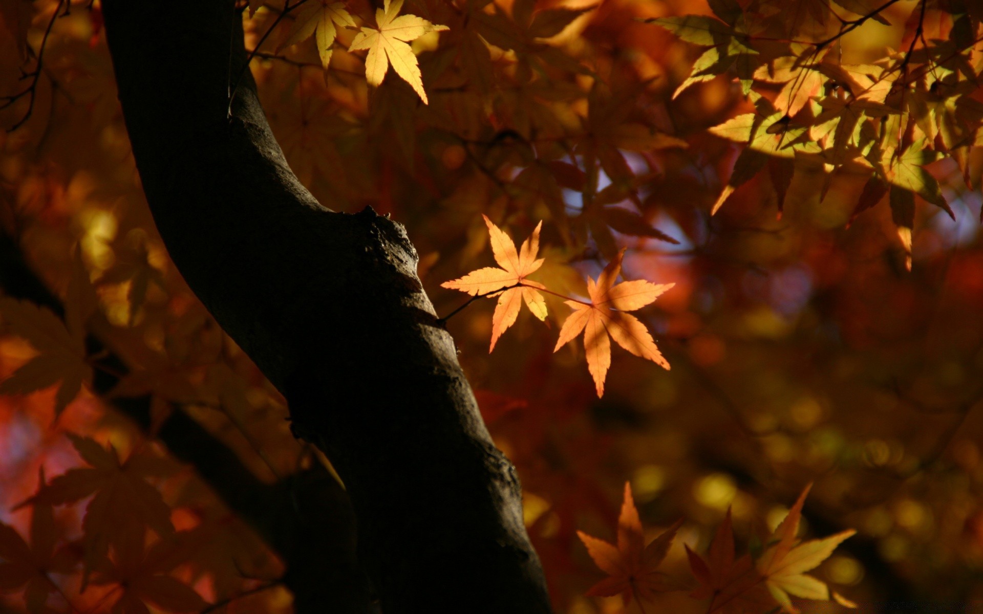 herbst herbst blatt ahorn holz holz unschärfe licht natur hintergrundbeleuchtung im freien park gold farbe saison