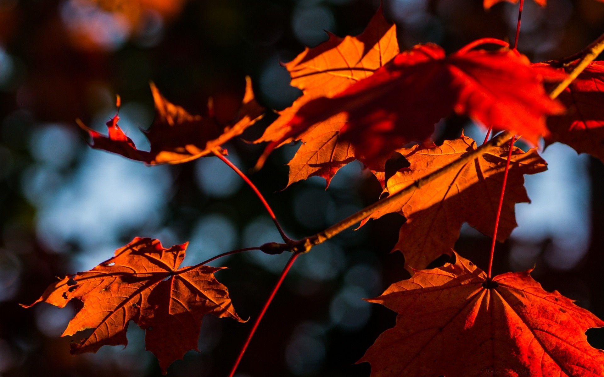 autumn fall leaf maple flora nature outdoors tree bright color change season environment vibrant