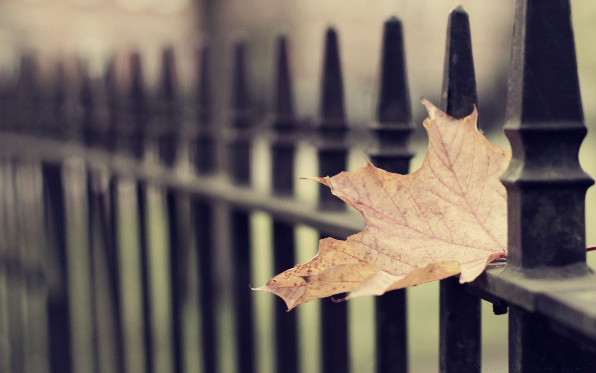 autumn fence desktop old fall outdoors nature wood color margin abstract