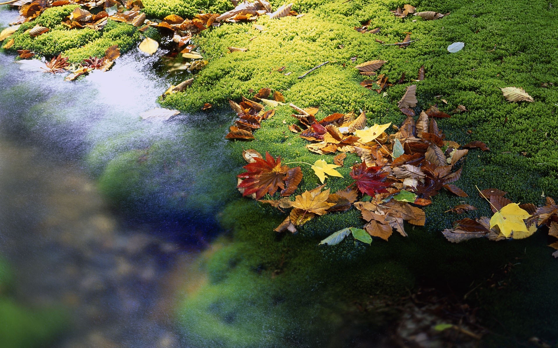 autumn leaf fall water outdoors river nature park wood tree lush landscape environment stream pool maple flora season daylight moss