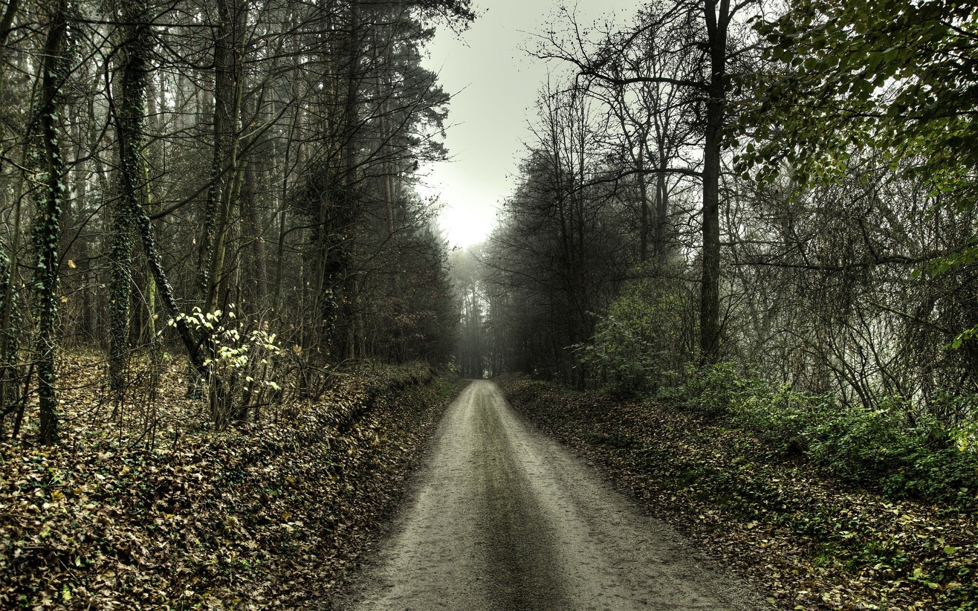 jesień drewno droga krajobraz drzewo przewodnik natura mgła park jesień mgła liść na zewnątrz świt wieś środowisko wiejskie