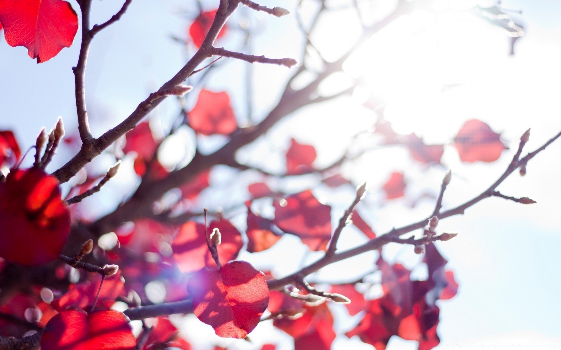 automne branche arbre hiver nature saison feuille lumineux couleur cerise automne amour neige fleur