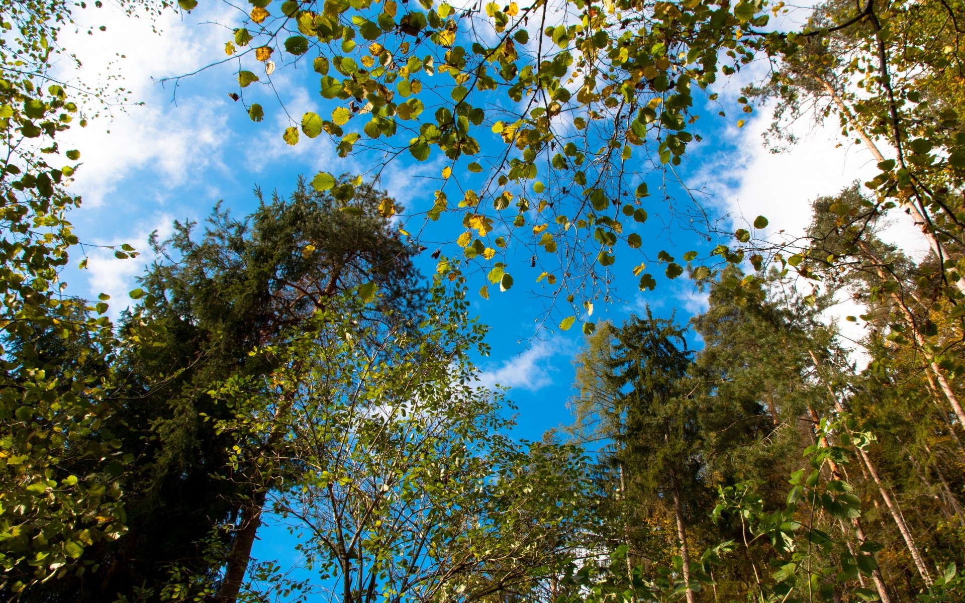 automne arbre bois nature feuille paysage branche saison beau temps flore parc à l extérieur scène lumineux environnement couleur soleil scénique automne ensoleillé