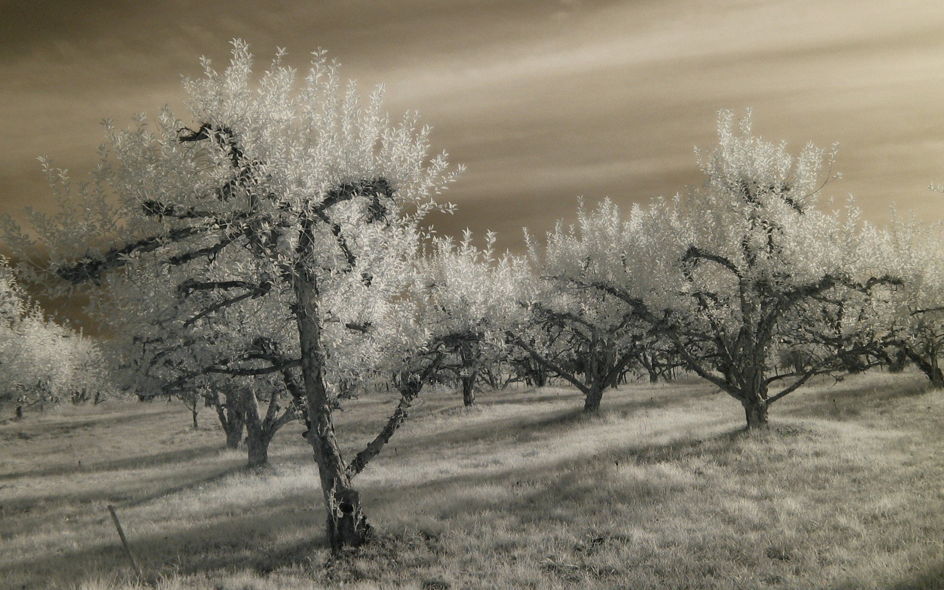 autumn tree infrared landscape branch fog winter season nature dawn weather snow park monochrome flower leaf frost fall outdoors cold