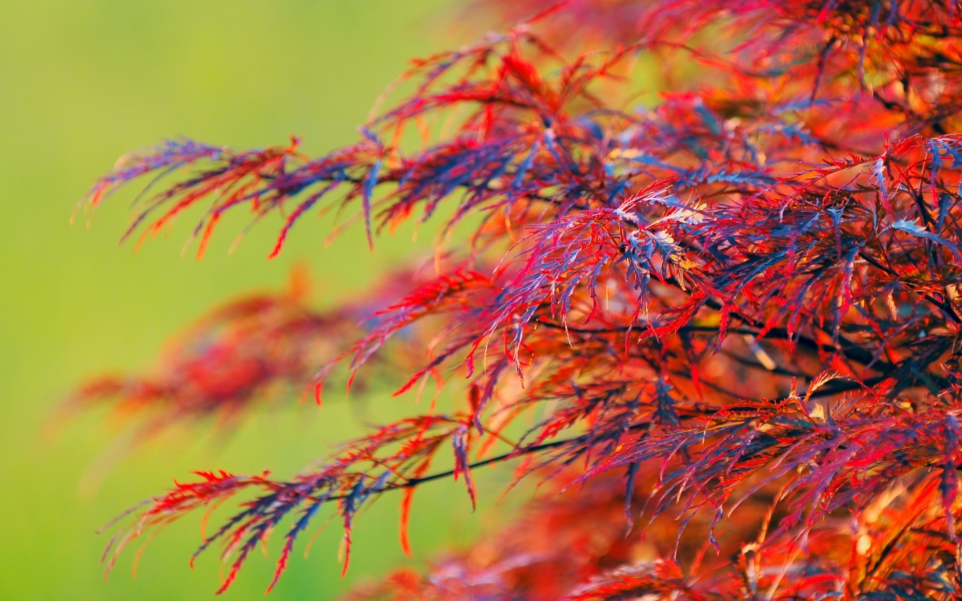 autumn leaf fall nature color flora season desktop bright beautiful close-up outdoors tree texture