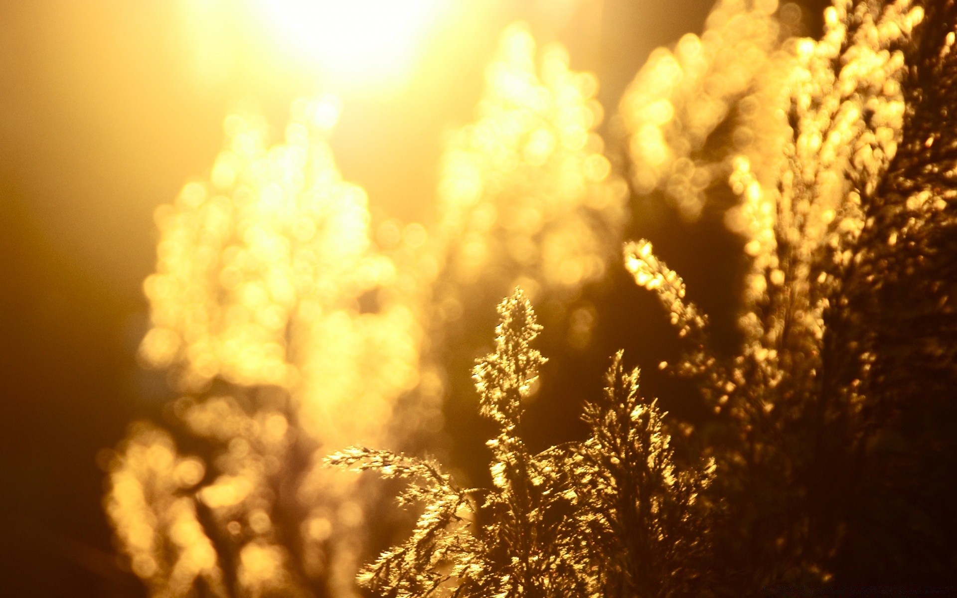 automne nature soleil aube beau temps arbre coucher de soleil à l extérieur feuille été lumineux or automne