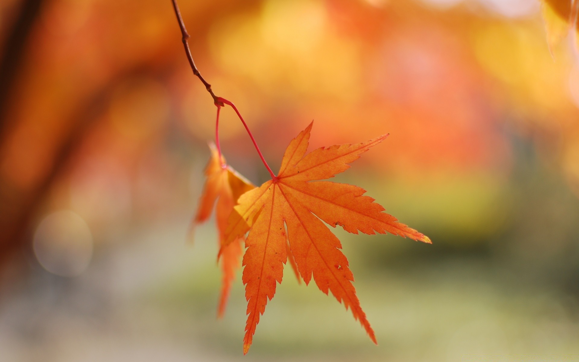 autumn leaf fall nature maple bright outdoors fair weather flora sun tree wood season color growth