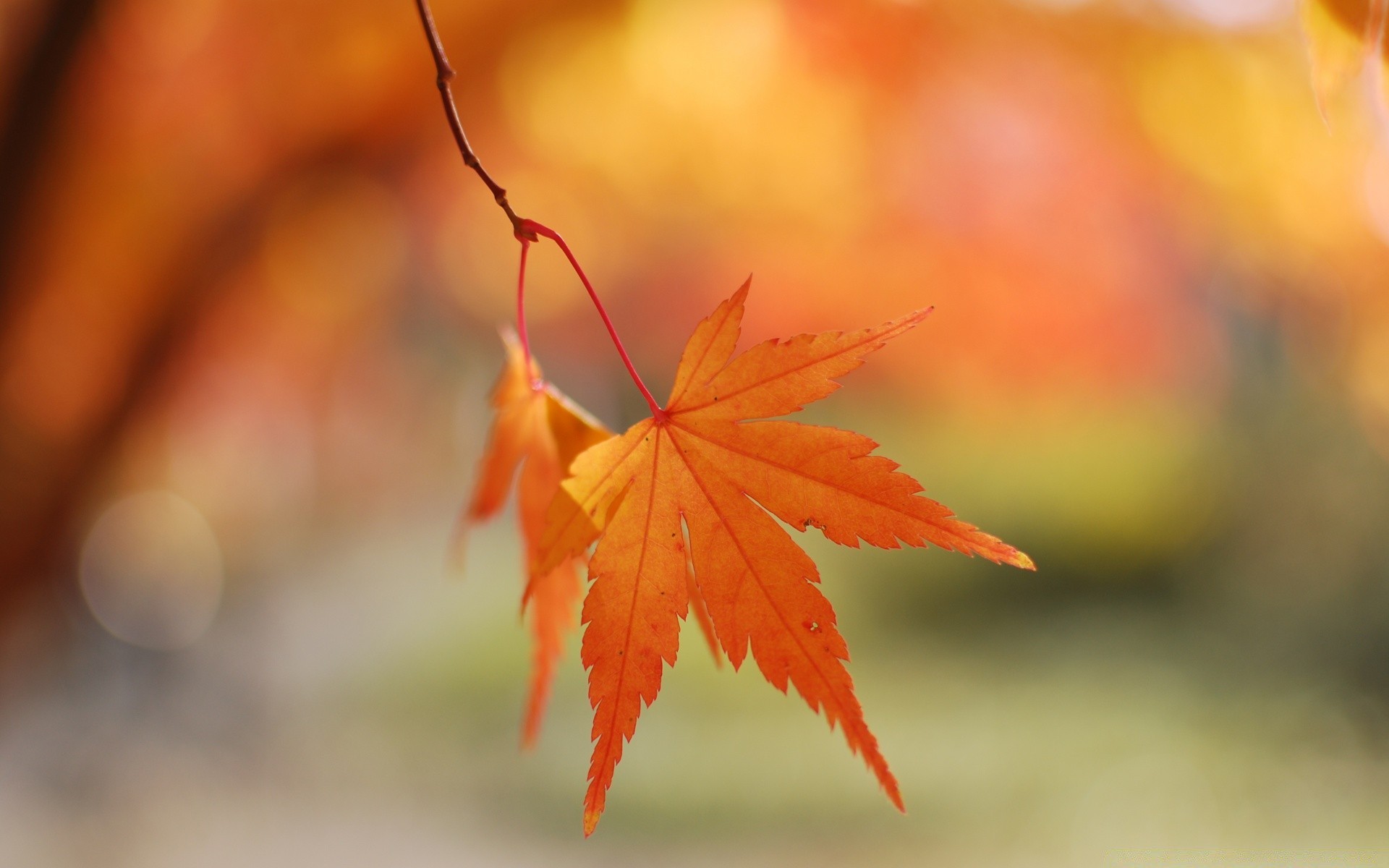 autumn leaf fall nature maple bright outdoors fair weather flora blur tree sun wood color season