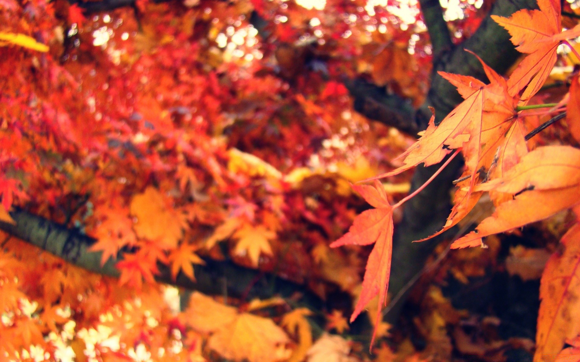 automne automne feuille érable saison nature couleur lumineux arbre à l extérieur flore or changement bois parc bureau thanksgiving lumineux