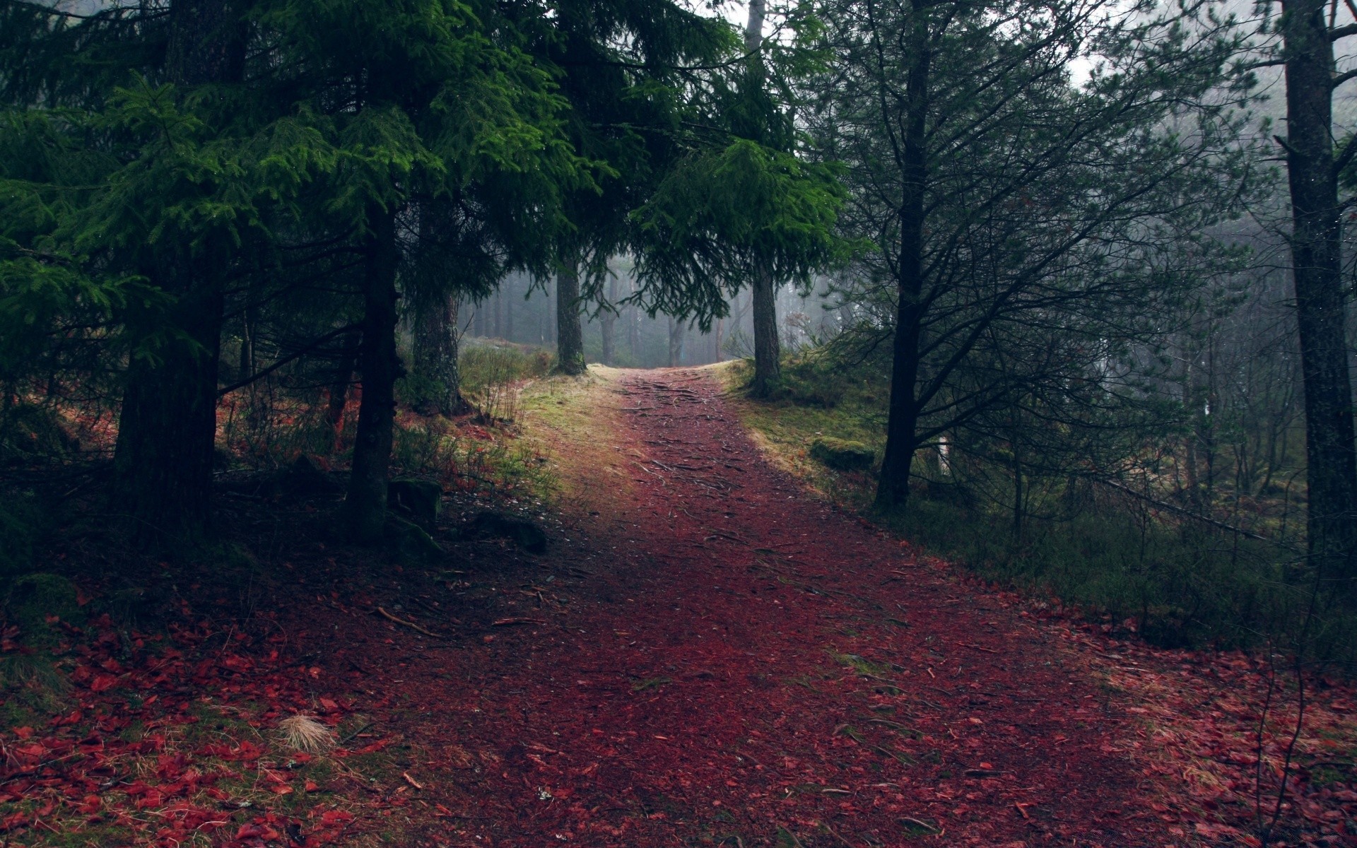 herbst holz landschaft holz straße park umwelt im freien reisen licht dämmerung natur tageslicht landschaftlich nebel blatt