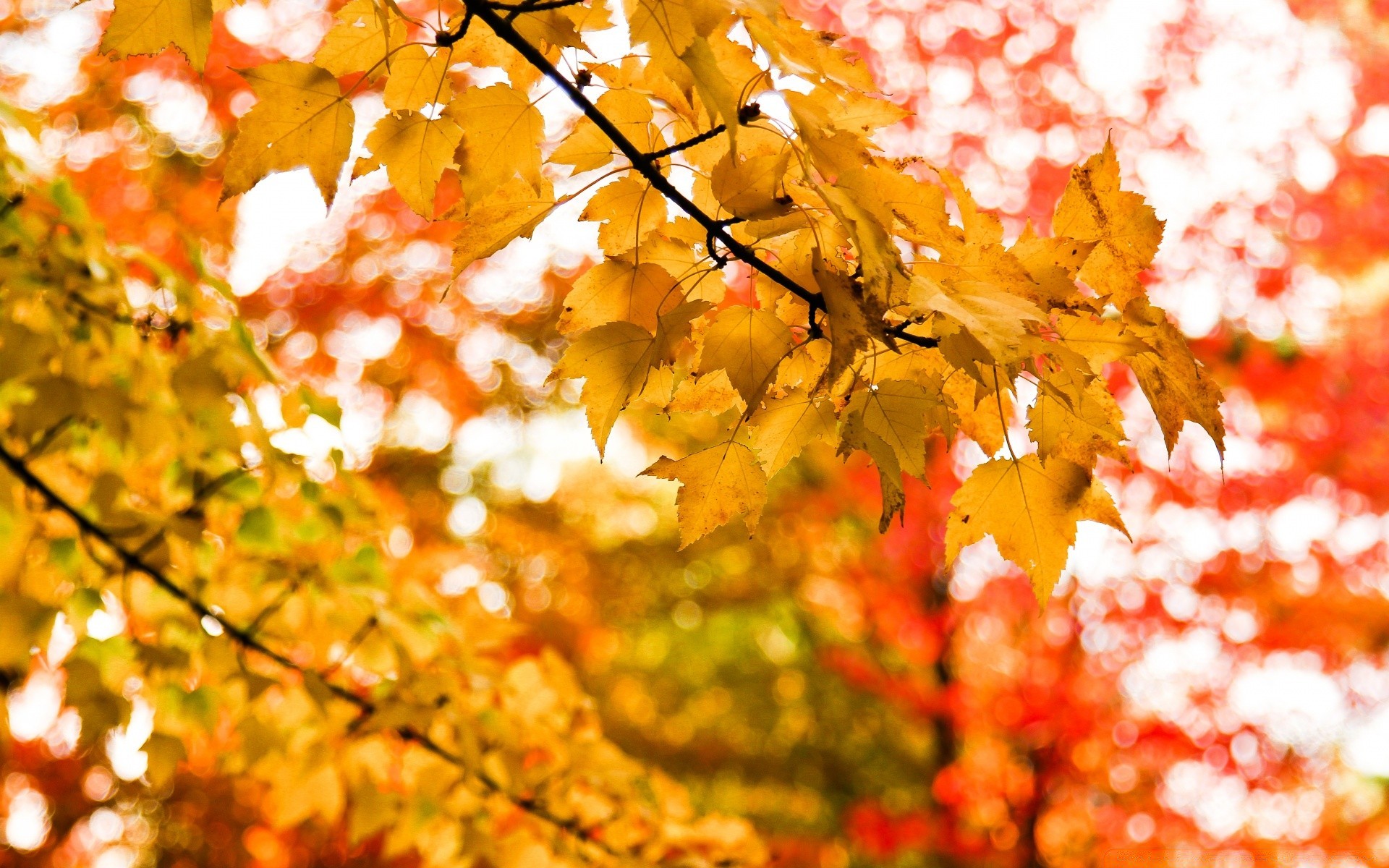 automne automne feuille saison érable lumineux or couleur arbre nature branche bureau lumineux flore luxuriante parc flou