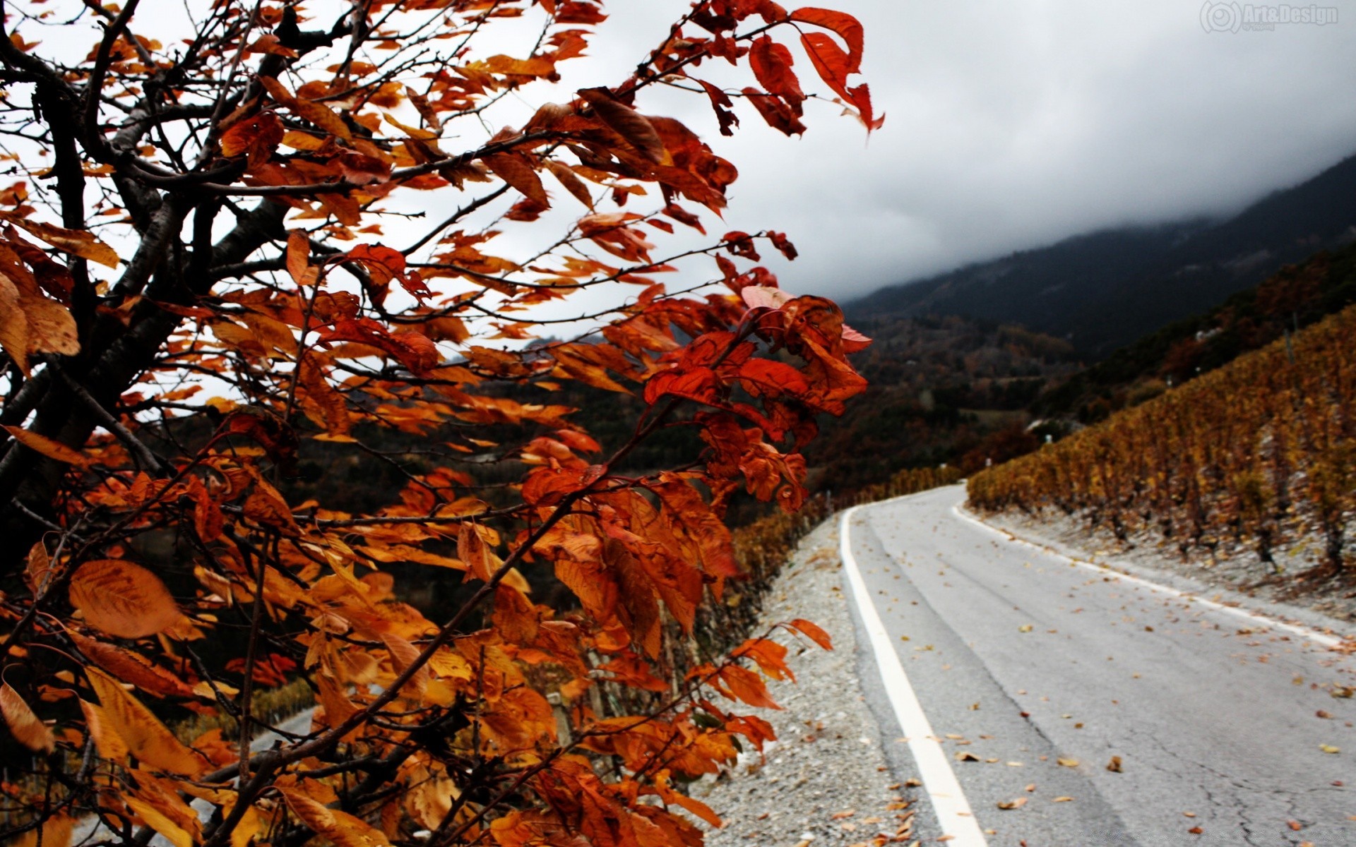 autumn fall leaf tree nature season outdoors wood maple landscape change flora