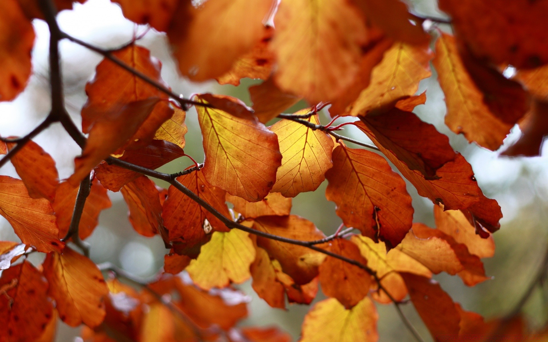 automne automne feuille nature flore érable saison arbre couleur lumineux à l extérieur parc branche gros plan beau temps lumière