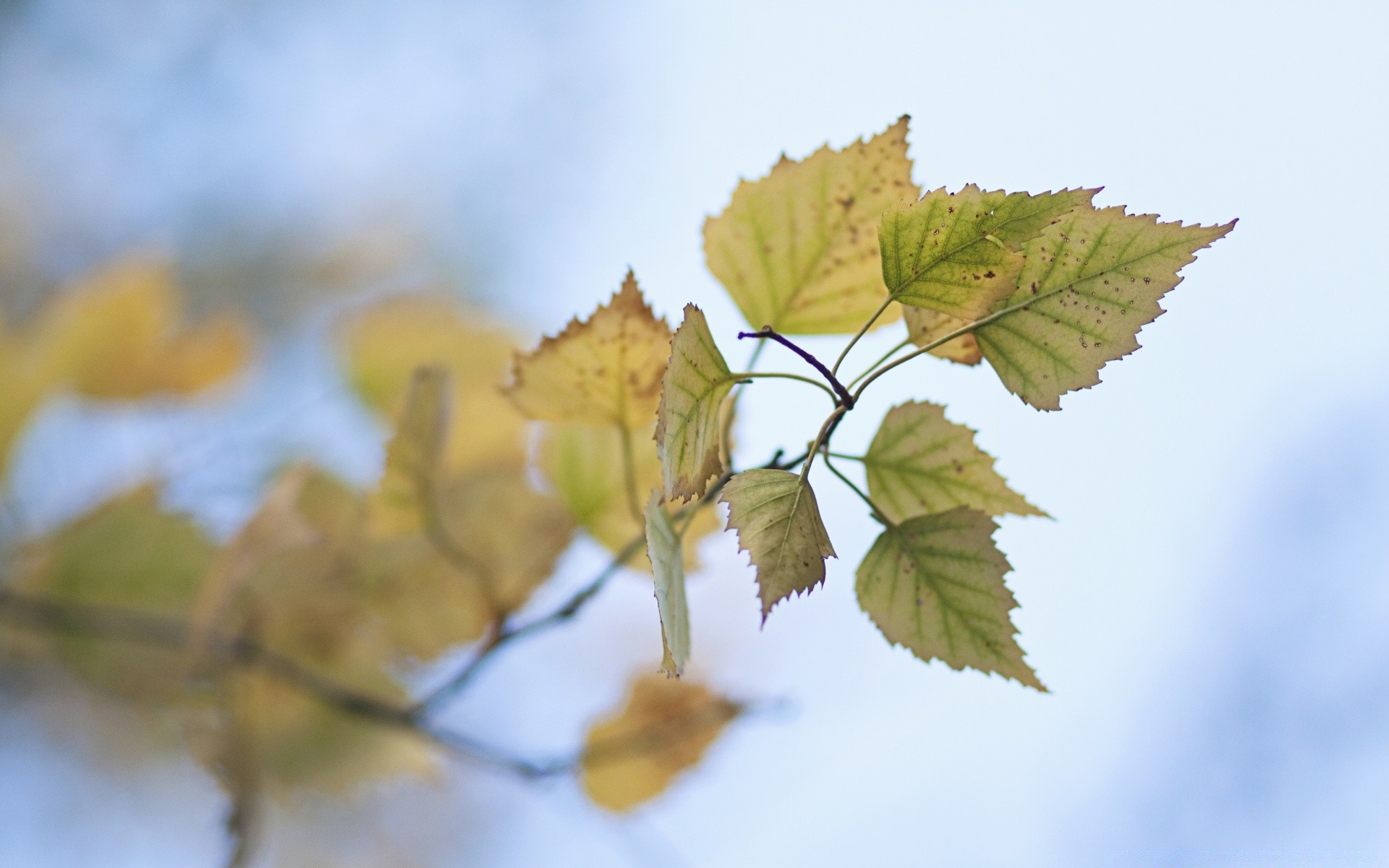 autunno foglia autunno natura flora all aperto albero di colore brillante stagione acero desktop ramo di legno bel tempo crescita della luce