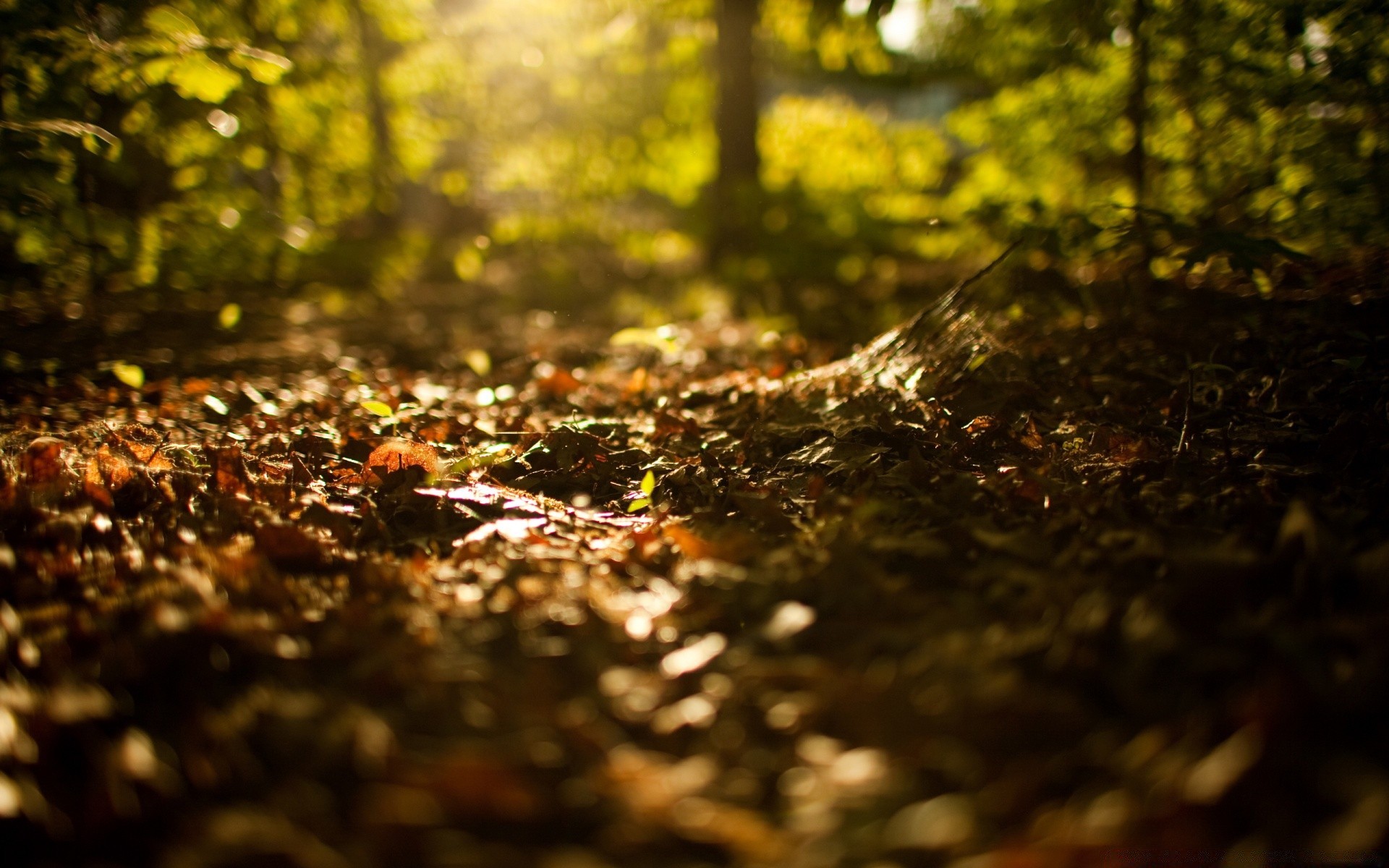 autumn fall landscape tree wood leaf park nature environment color light outdoors desktop blur