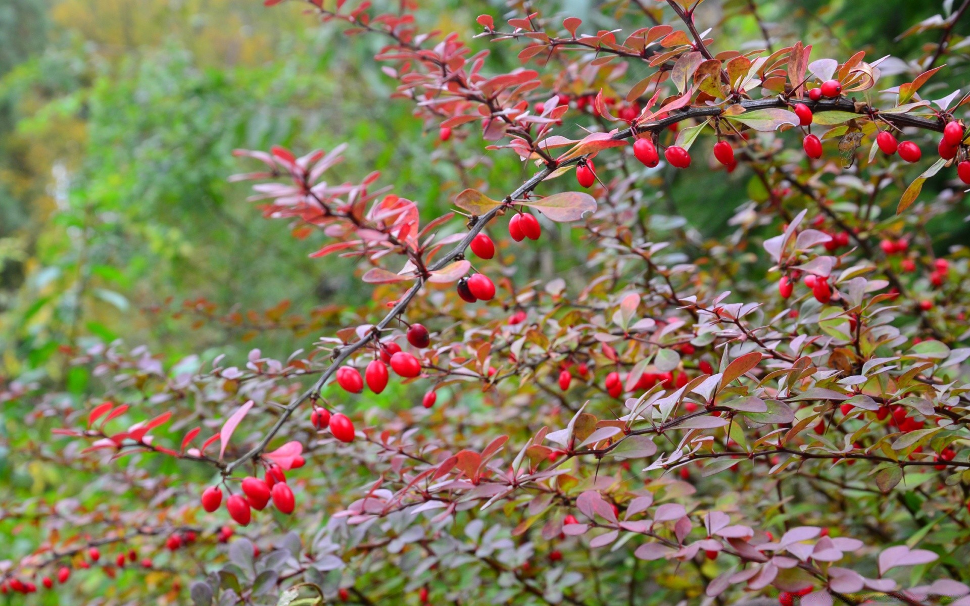 autunno foglia natura albero ramo frutta arbusto stagione giardino flora bacca all aperto estate luminoso autunno crescita ciliegio close-up