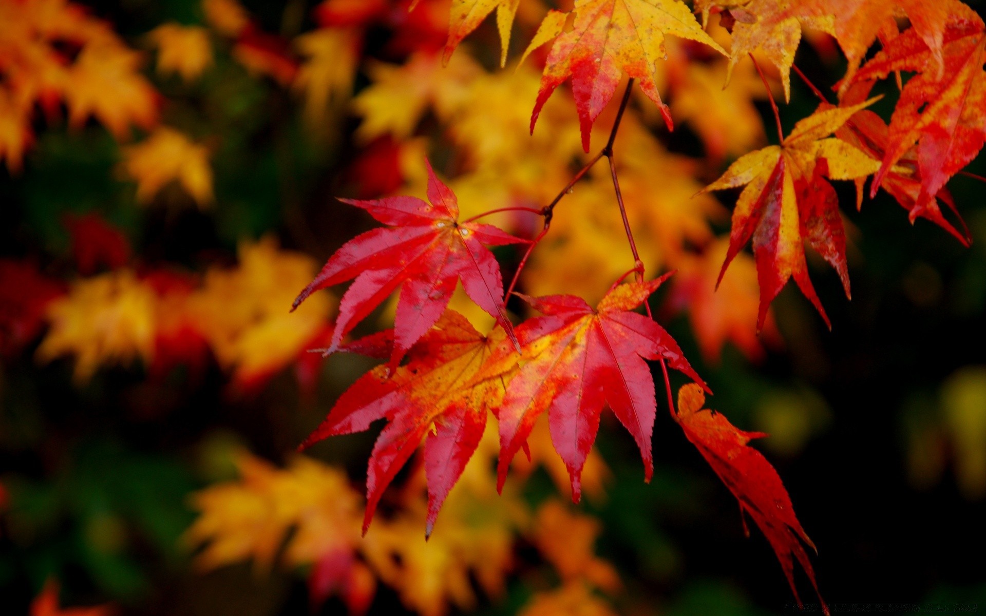 automne automne feuille érable nature lumineux à l extérieur flore saison couleur jardin parc luxuriante bois bois beau temps flou