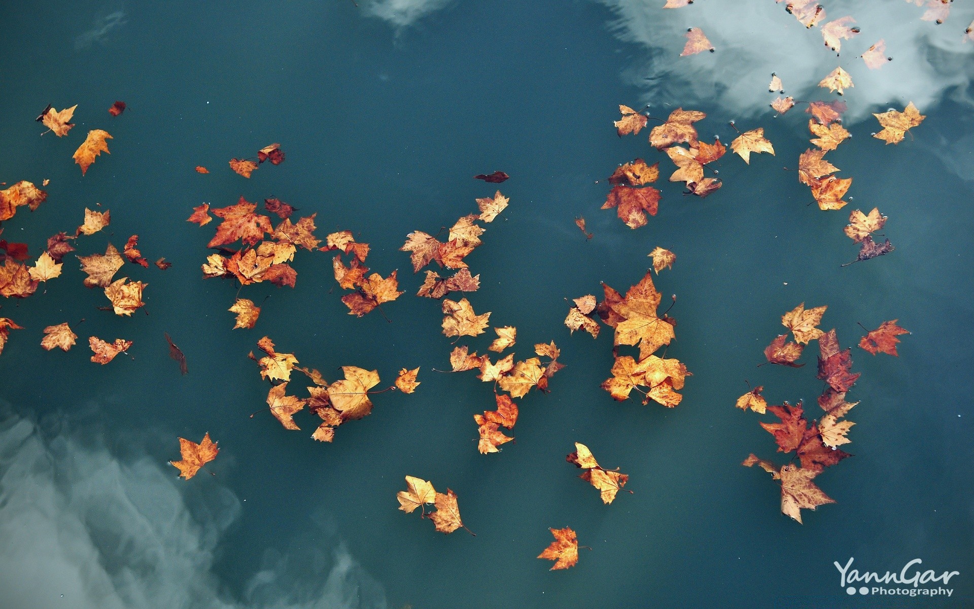 herbst wasser im freien unterwasser herbst natur blatt