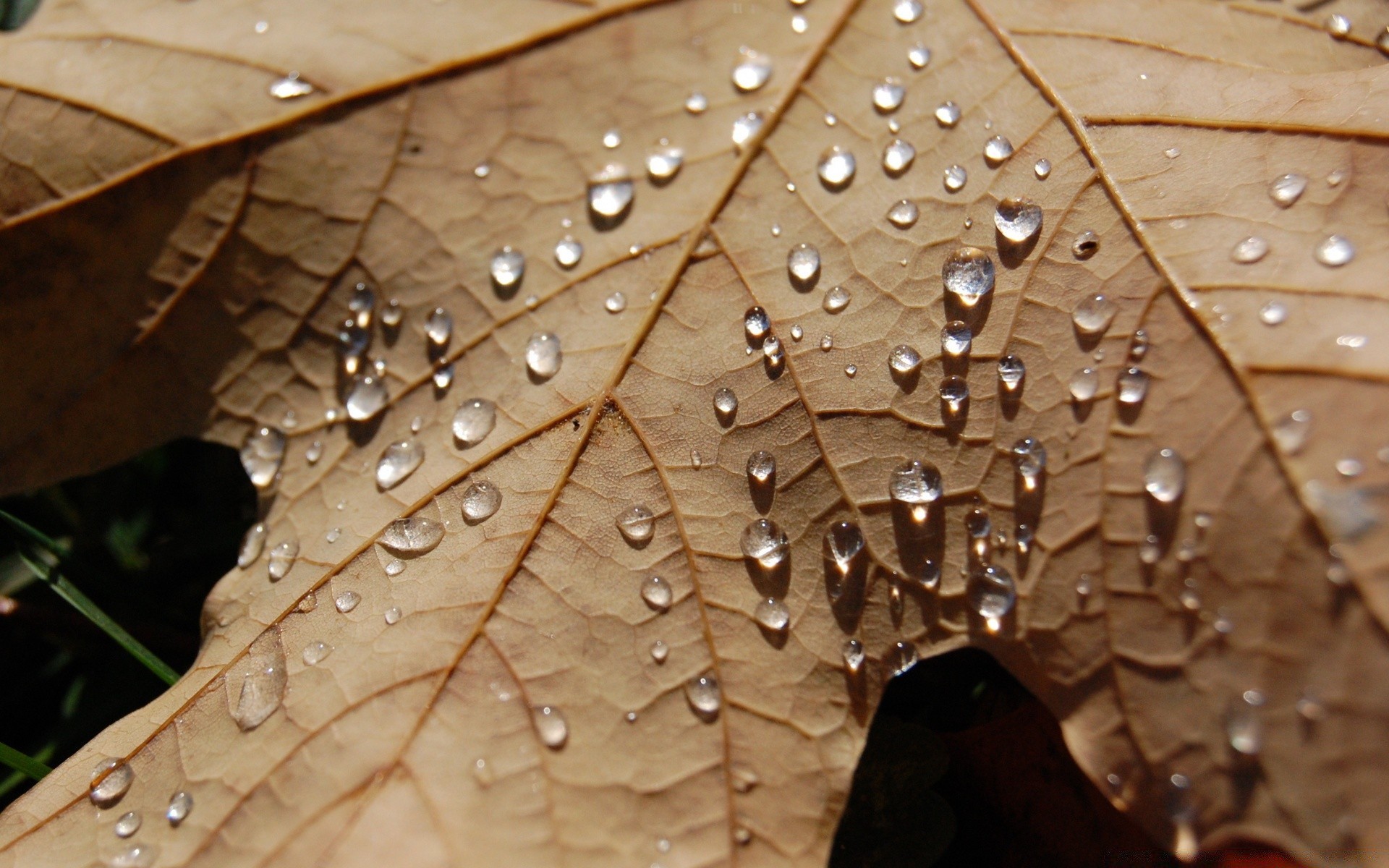 otoño lluvia rocío gota naturaleza hoja mojado agua otoño primer plano madera flora madera textura al aire libre gotas abstracto color escritorio patrón