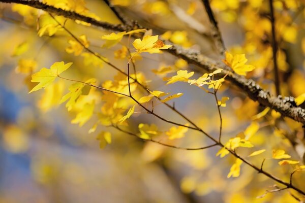 Nature d automne jaune