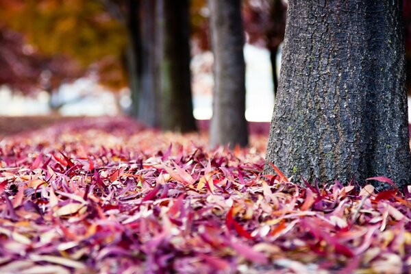 Herbst gefallene Blätter an Bäumen