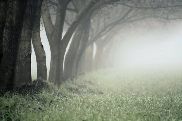 Foggy landscape in autumn against the background of trees