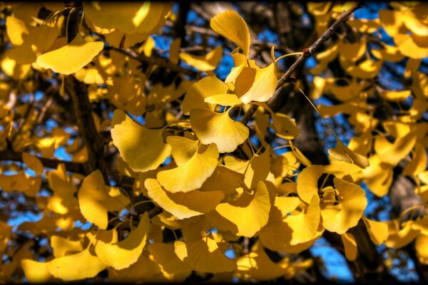 Folhas amarelas brilhantes da árvore ginkgo contra um fundo de galhos escuros e com clarabóias do céu azul