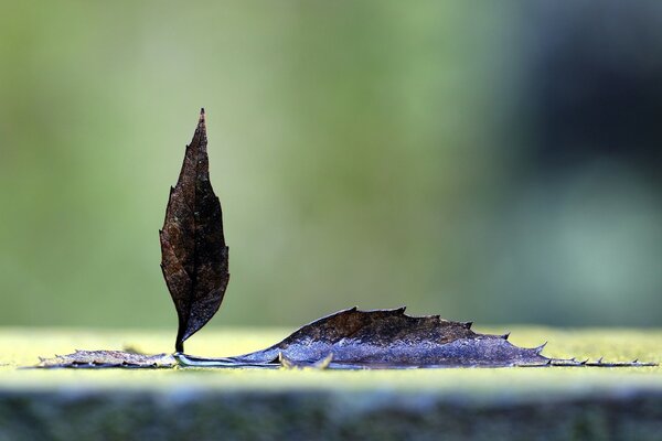 Hoja de otoño después de la lluvia